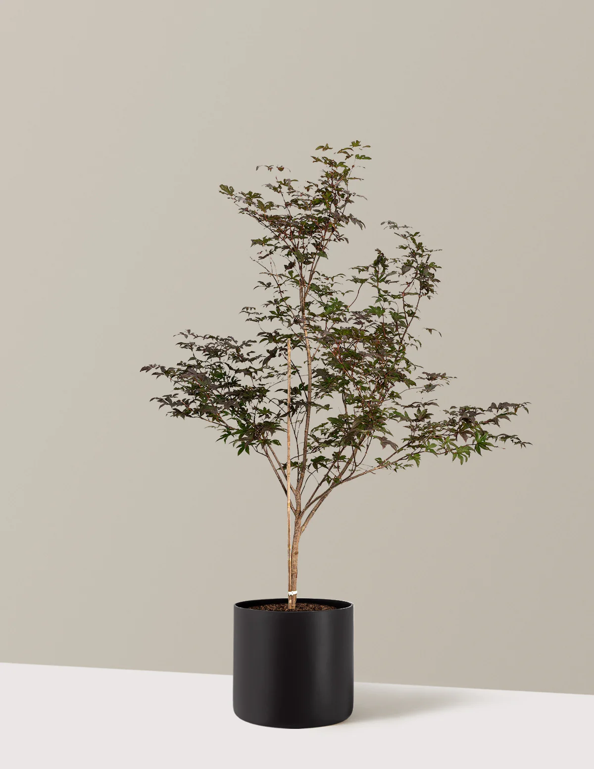 Bloodgood Japanese Maple - Image 14