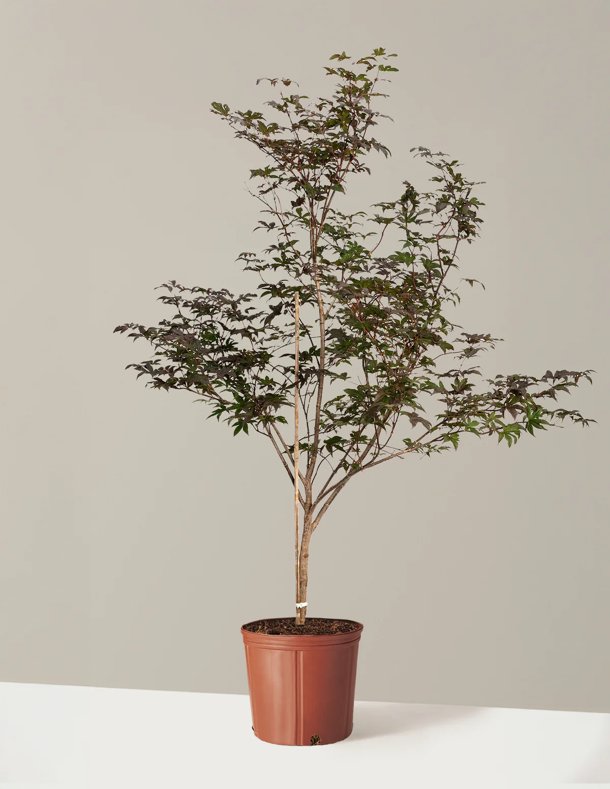 Bloodgood Japanese Maple - Image 15