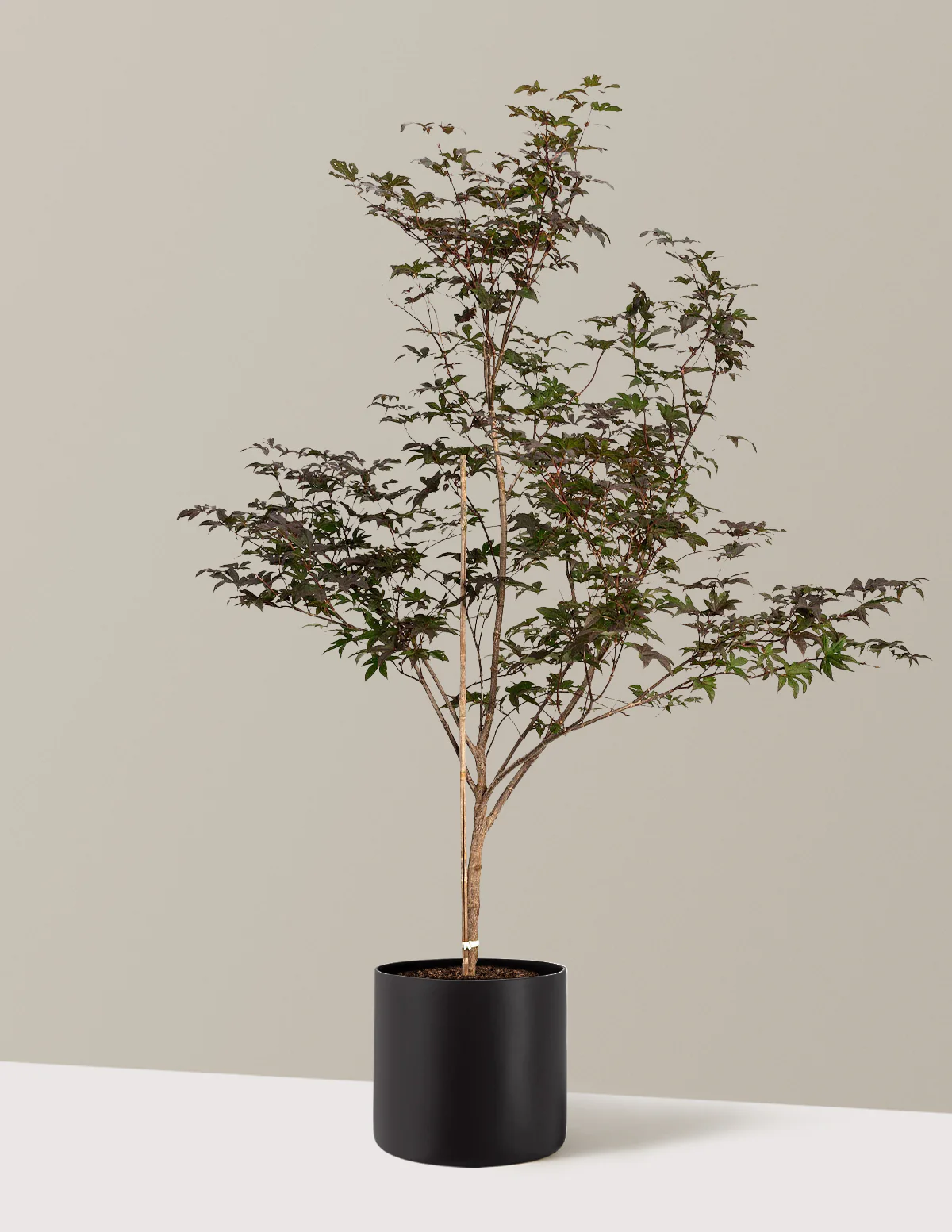 Bloodgood Japanese Maple - Image 16