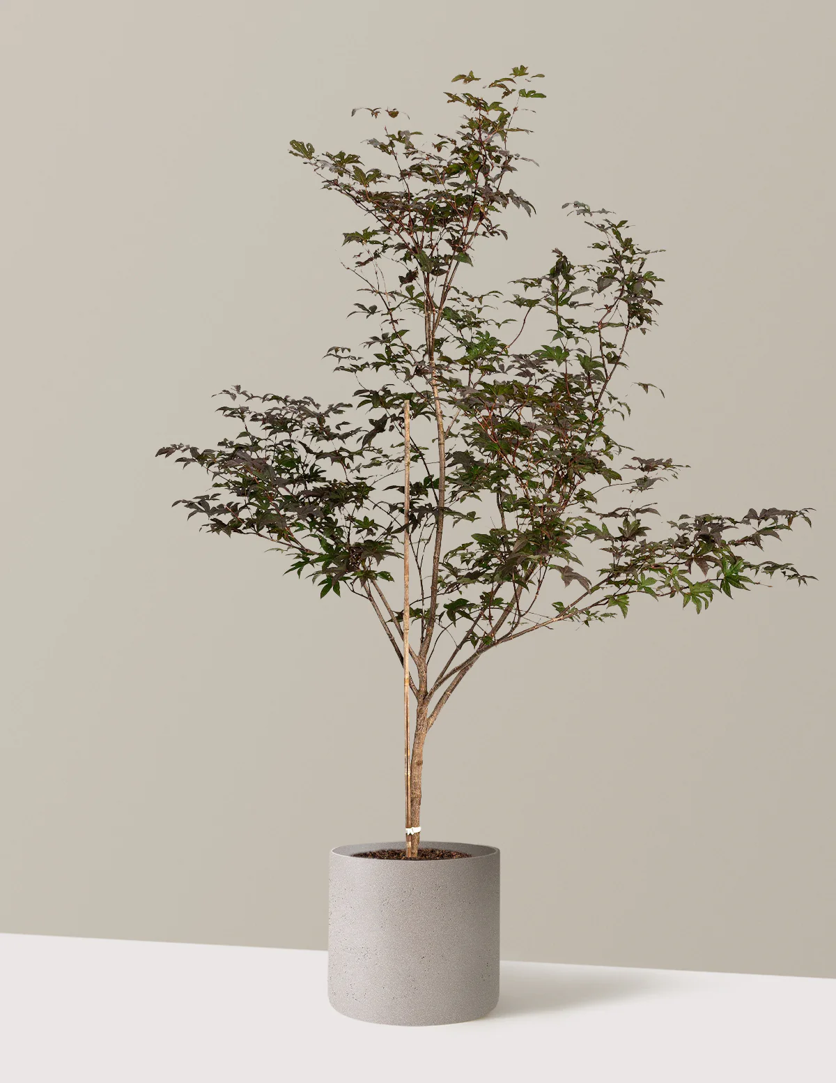 Bloodgood Japanese Maple - Image 17