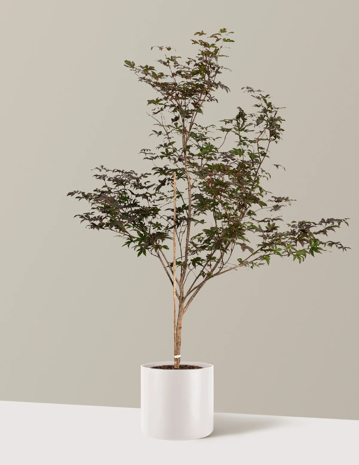 Bloodgood Japanese Maple - Image 18