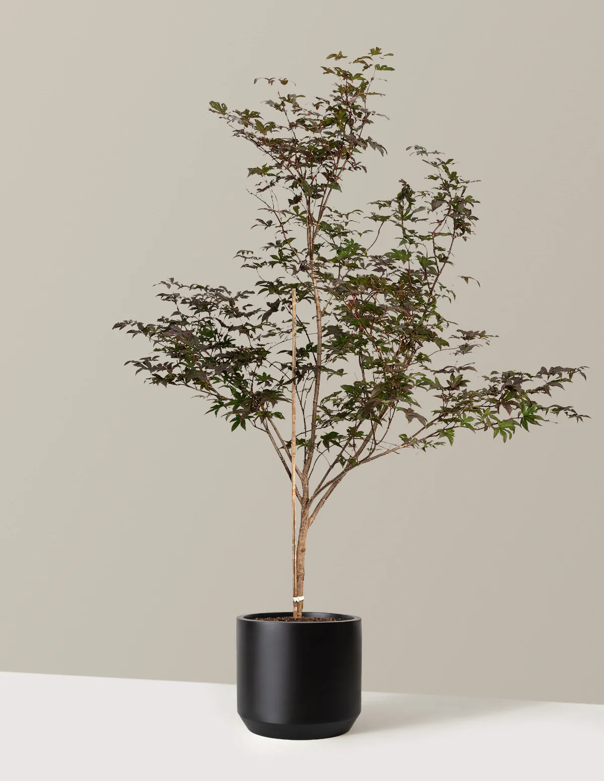 Bloodgood Japanese Maple - Image 19
