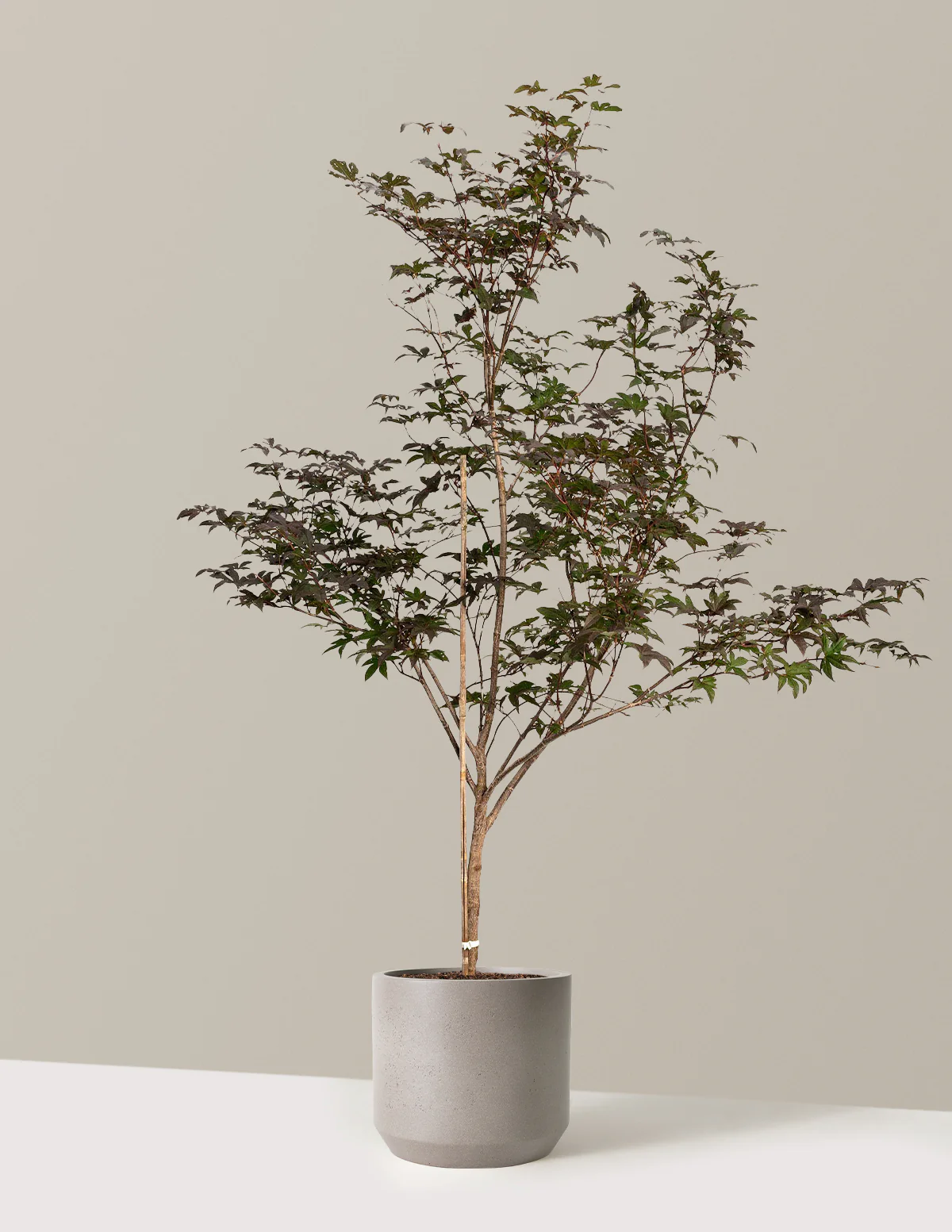 Bloodgood Japanese Maple - Image 20