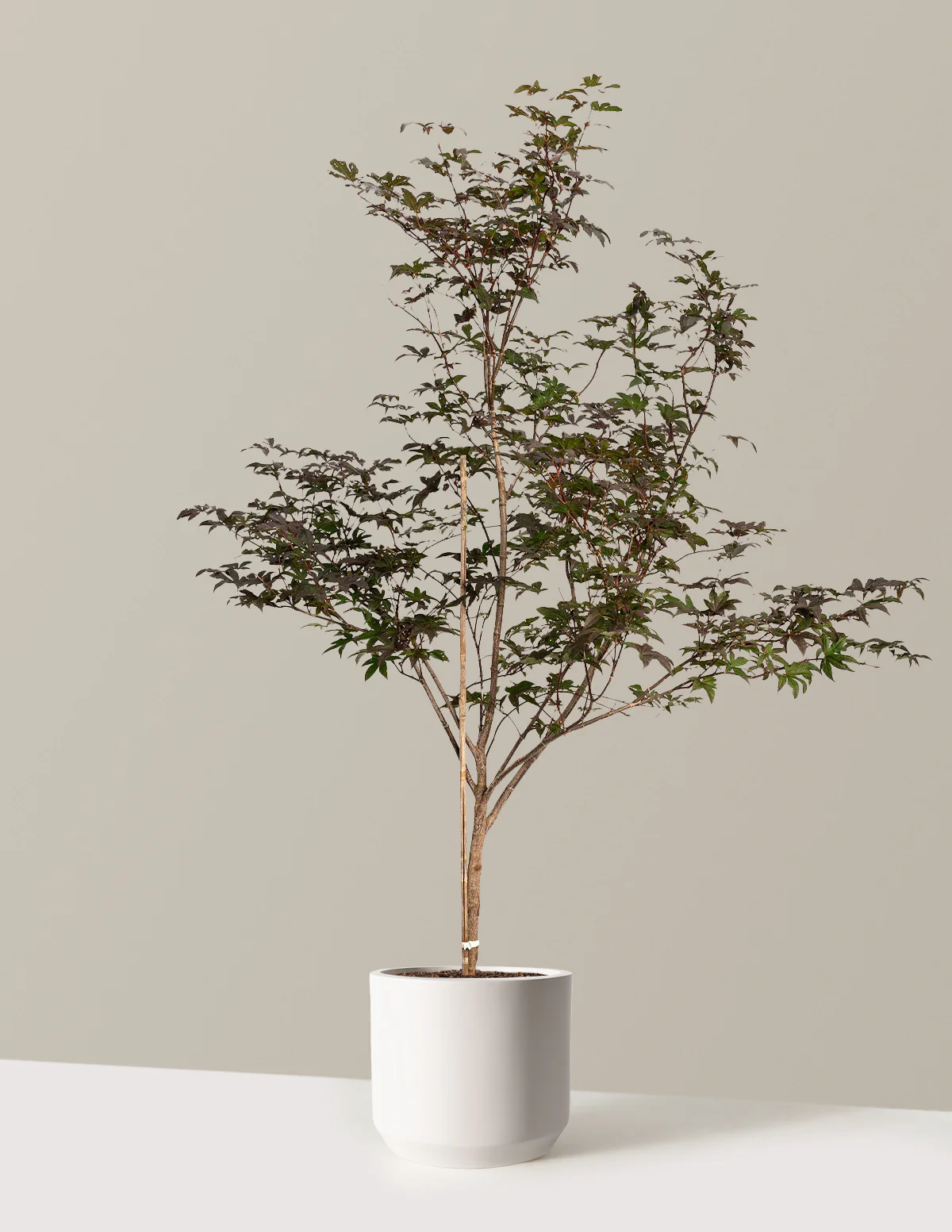Bloodgood Japanese Maple - Image 21