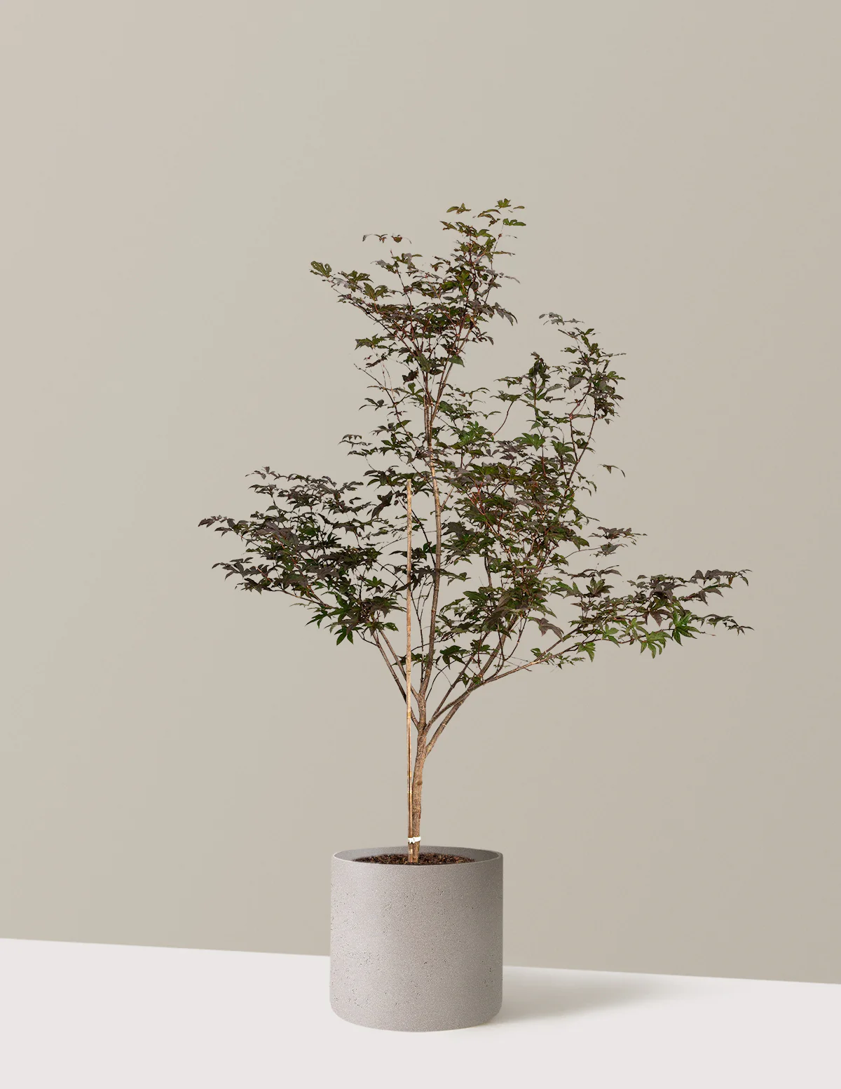 Bloodgood Japanese Maple - Image 22