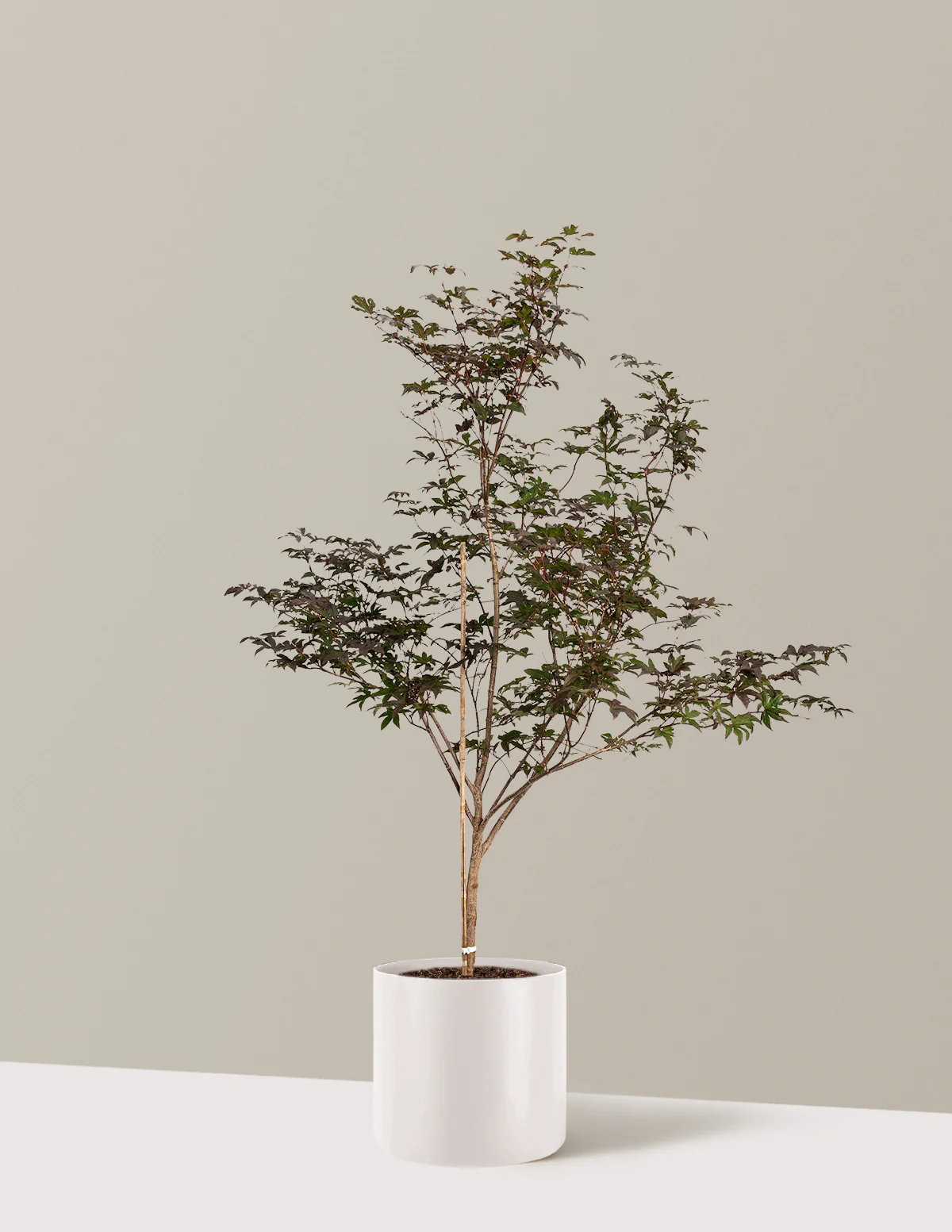 Bloodgood Japanese Maple - Image 23