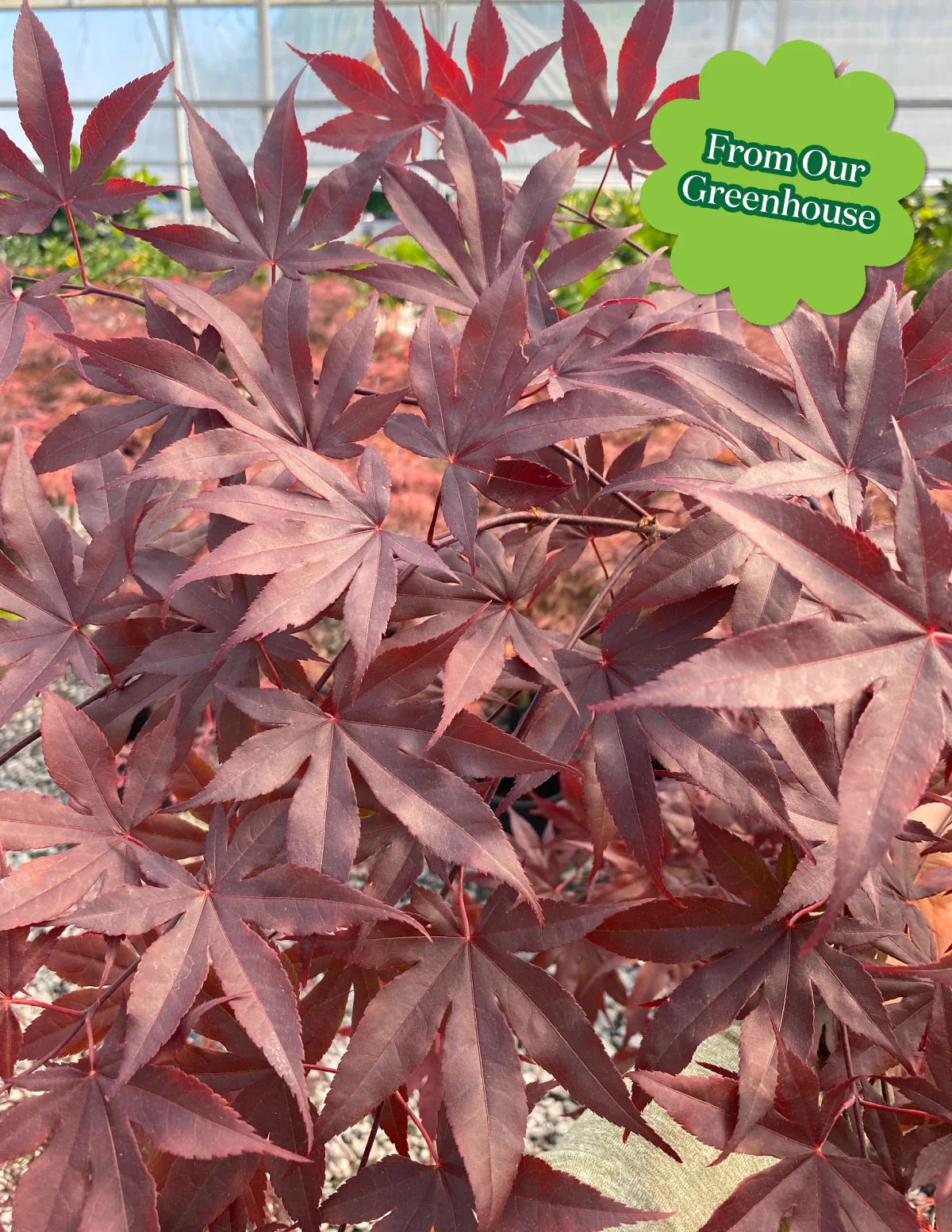 Bloodgood Japanese Maple - Image 3