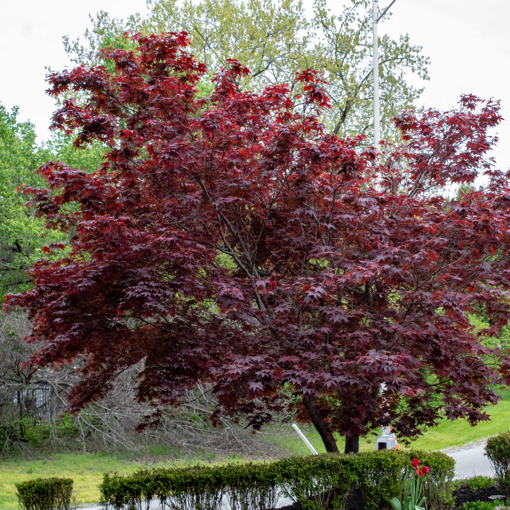 Bloodgood Japanese Maple - Image 4