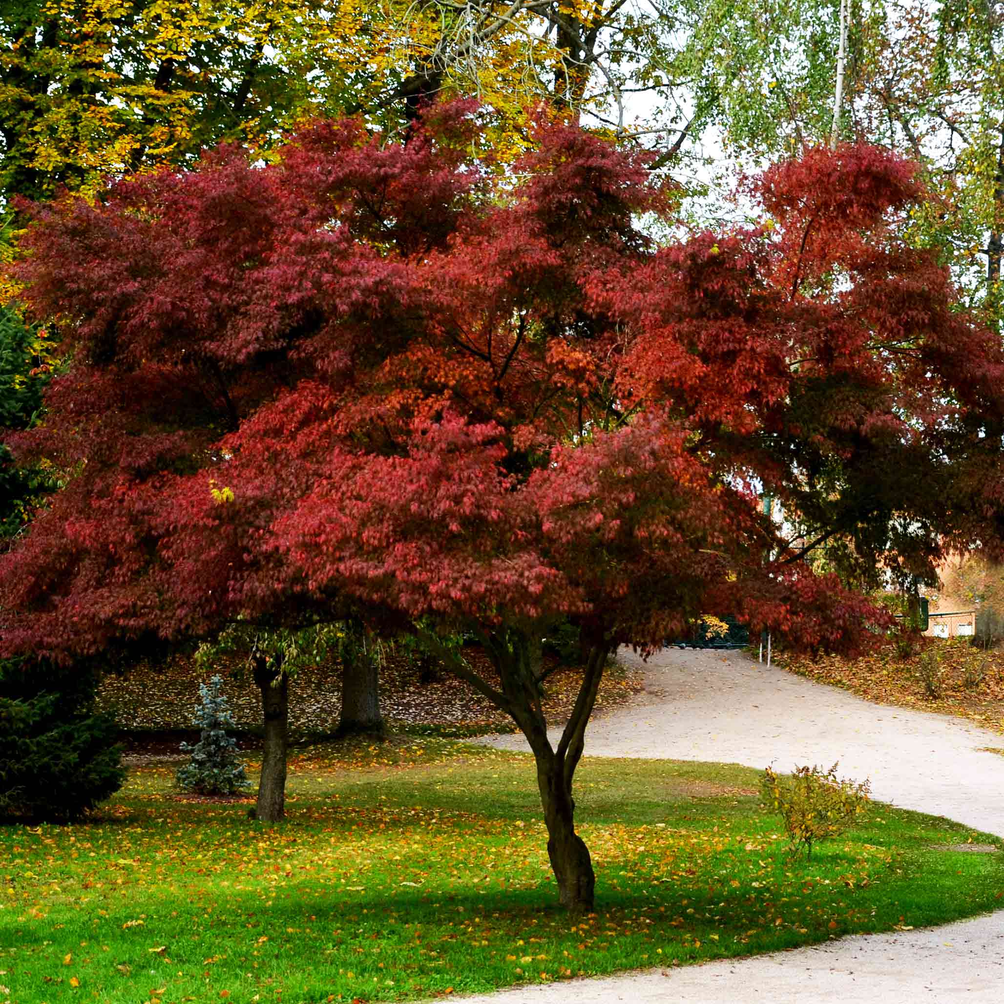 Bloodgood Japanese Maple - Image 5