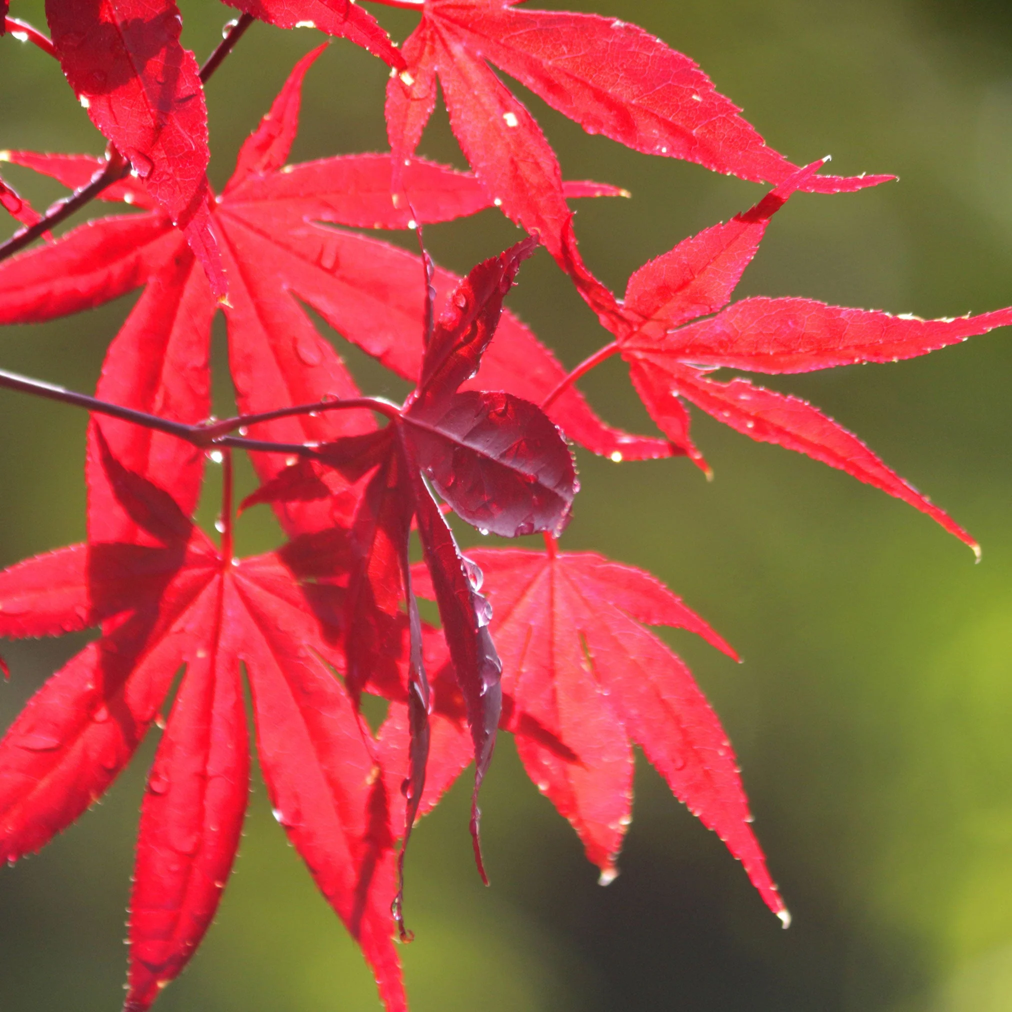 Bloodgood Japanese Maple - Image 6
