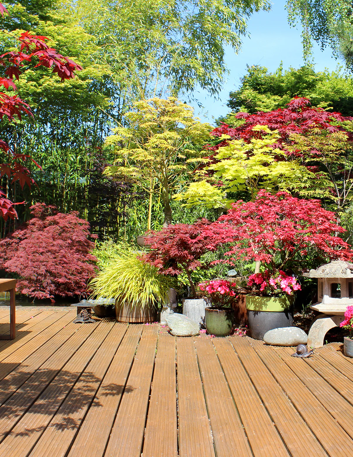 Coral Bark Japanese Maple Tree - Image 7