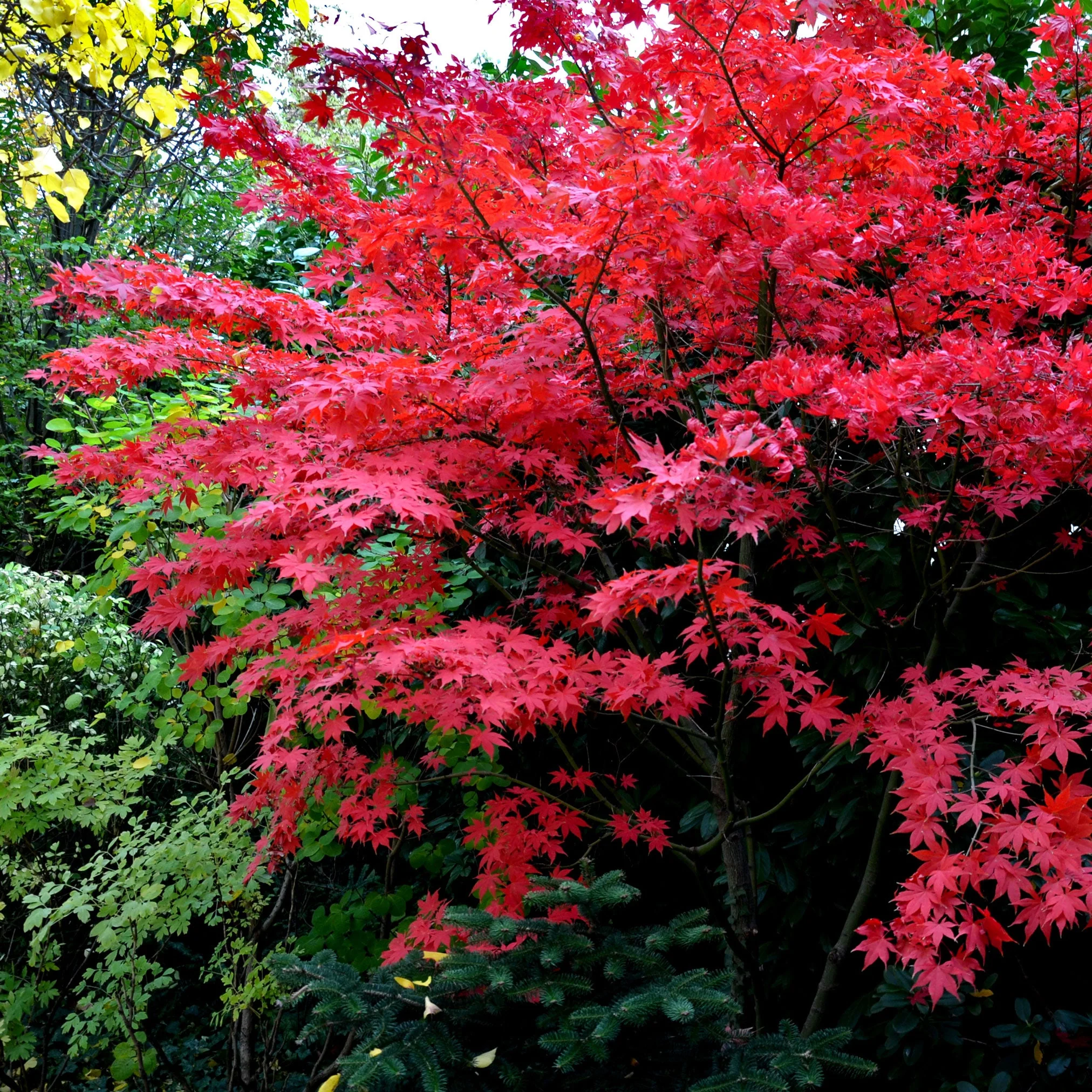 Bloodgood Japanese Maple - Image 9