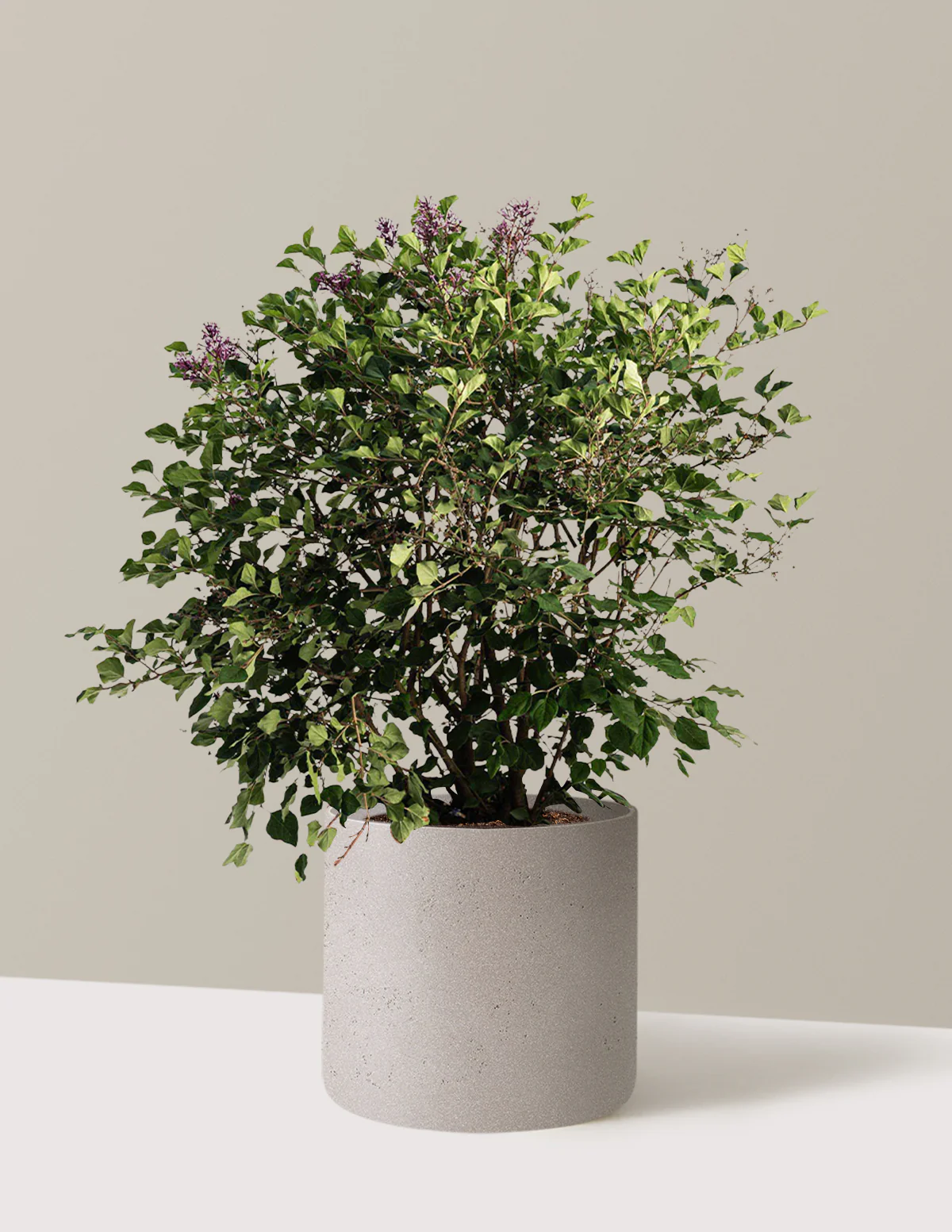 Bloomerang Lilac Bush - Image 10