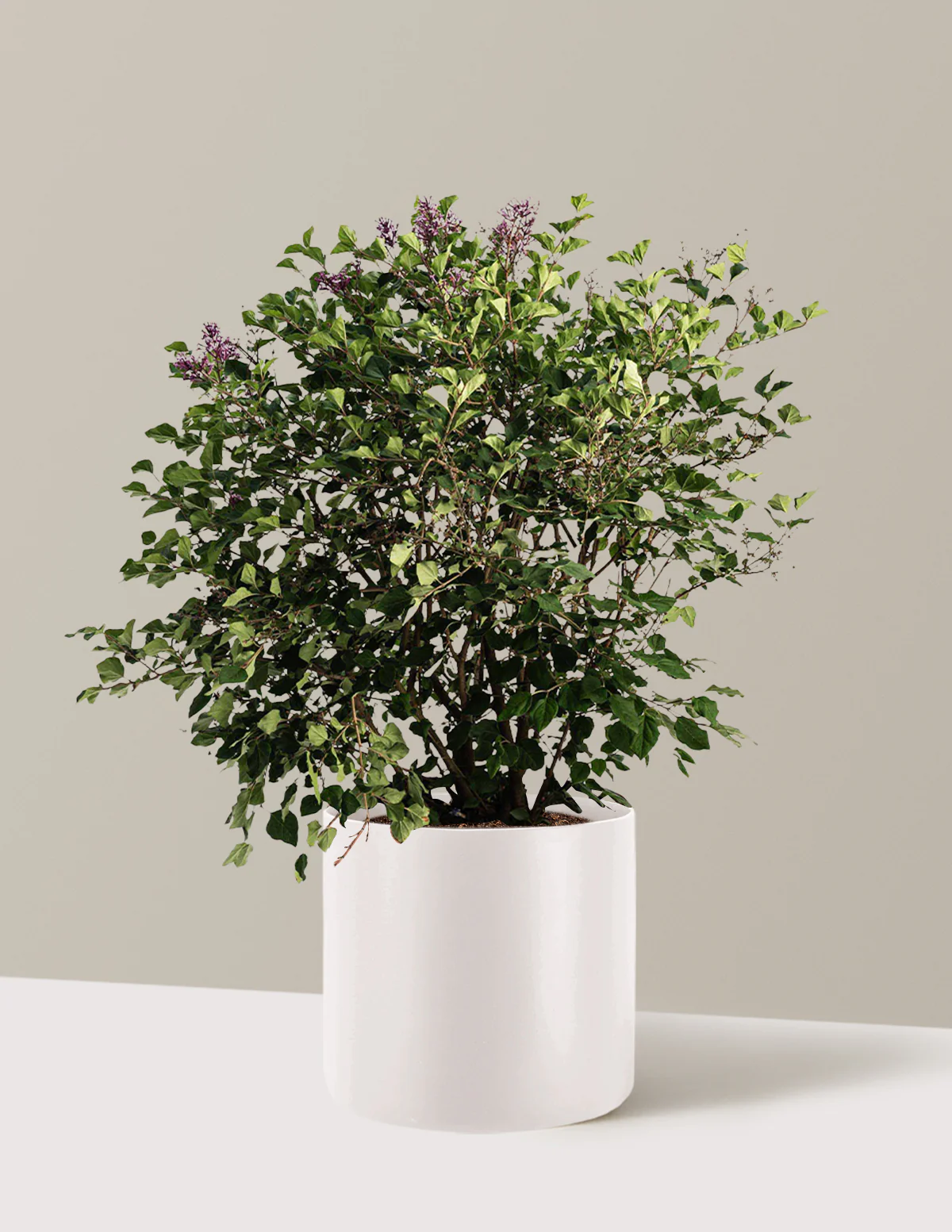 Bloomerang Lilac Bush - Image 11