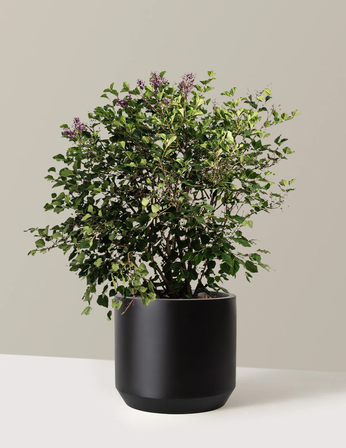 Bloomerang Lilac Bush - Image 12