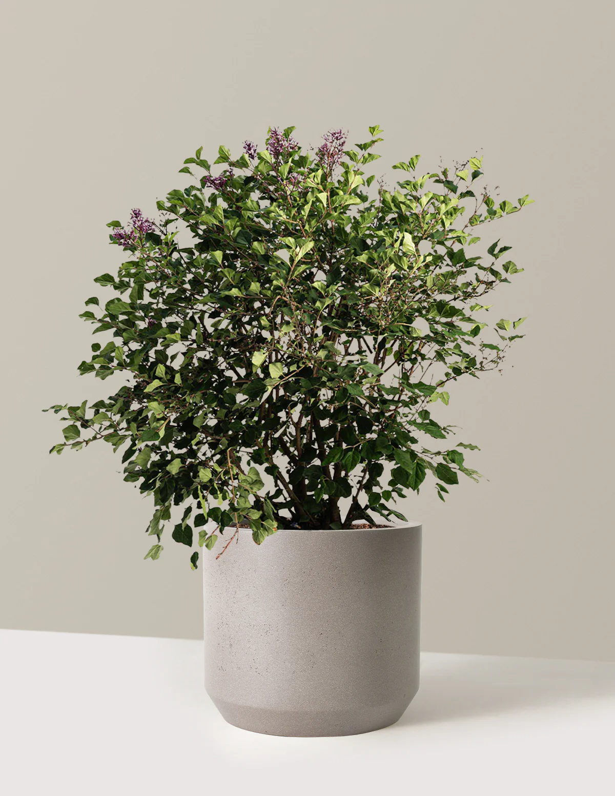 Bloomerang Lilac Bush - Image 13