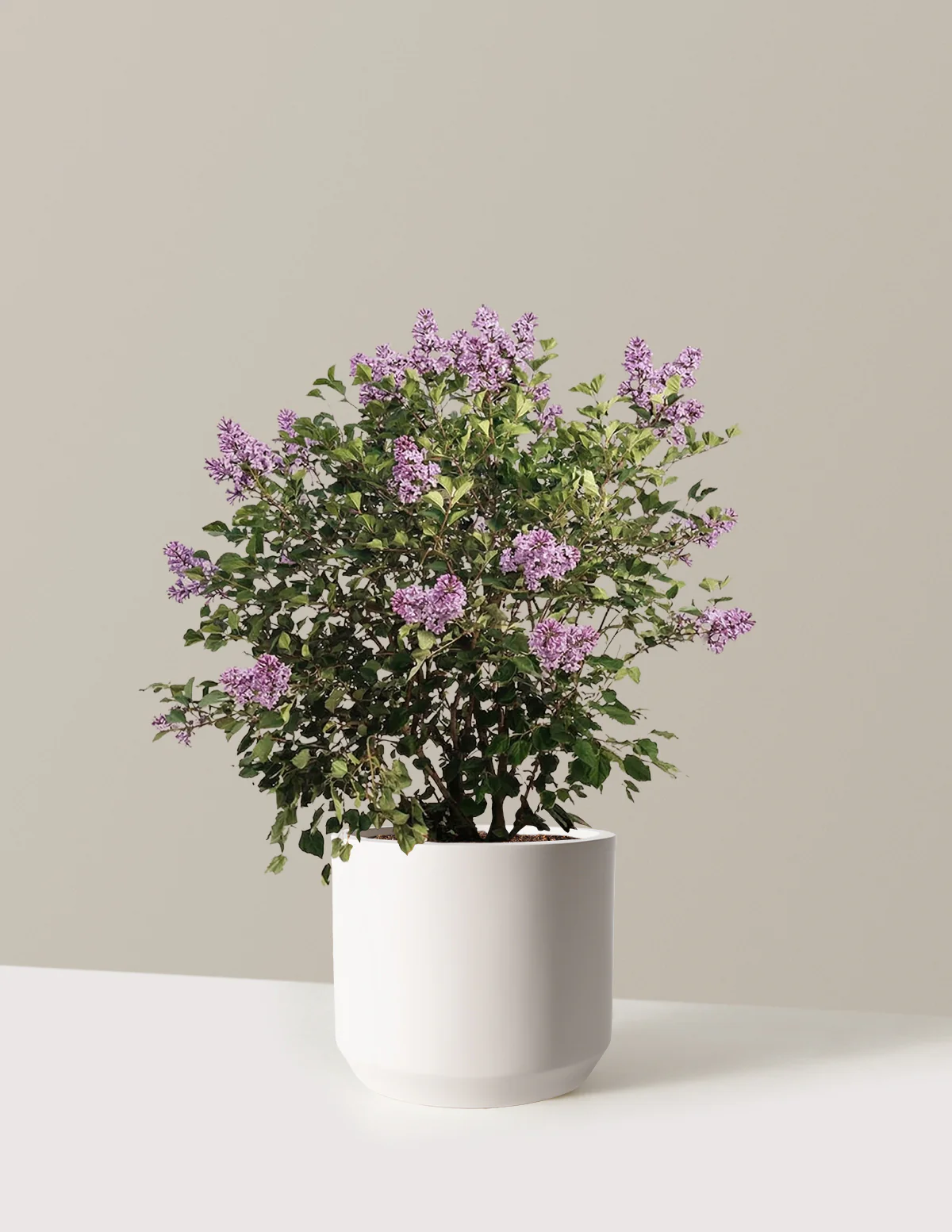 Bloomerang Lilac Bush - Image 14