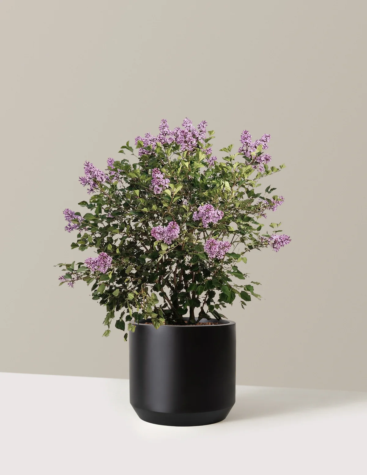 Bloomerang Lilac Bush - Image 15