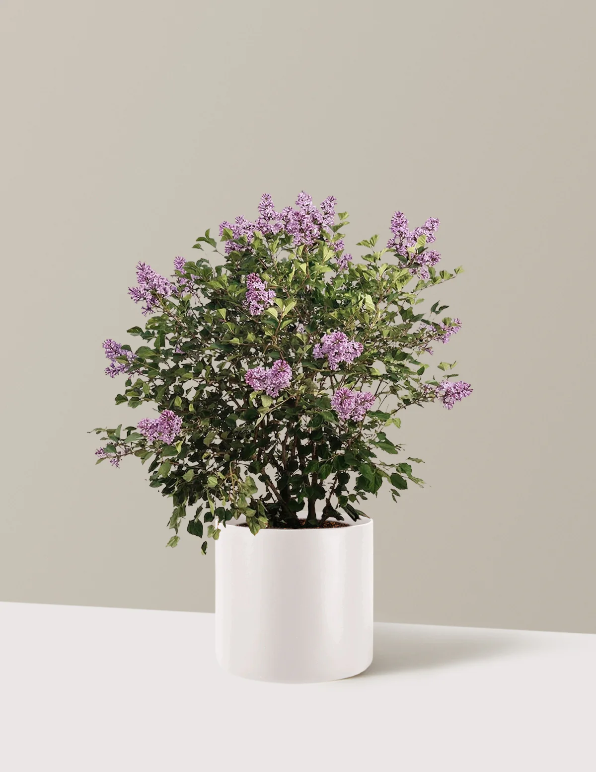 Bloomerang Lilac Bush - Image 16
