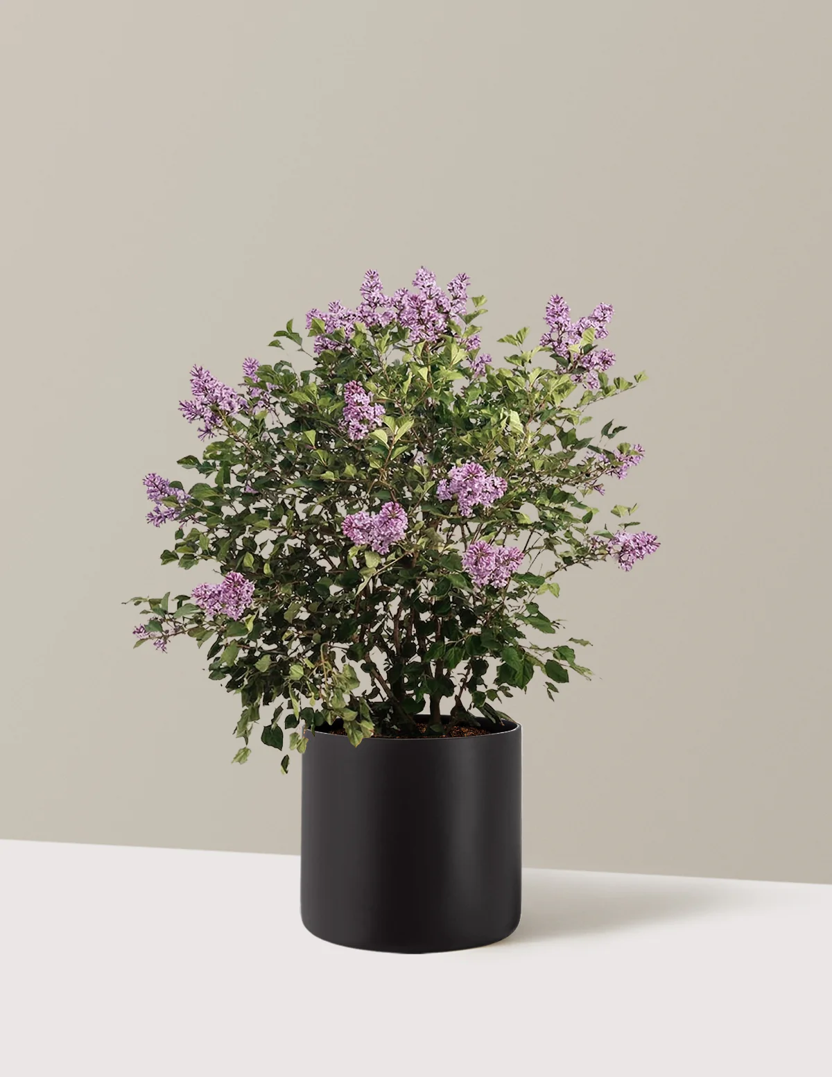 Bloomerang Lilac Bush - Image 17