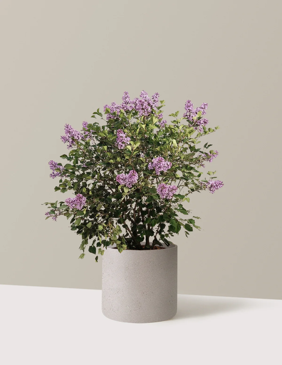 Bloomerang Lilac Bush - Image 18