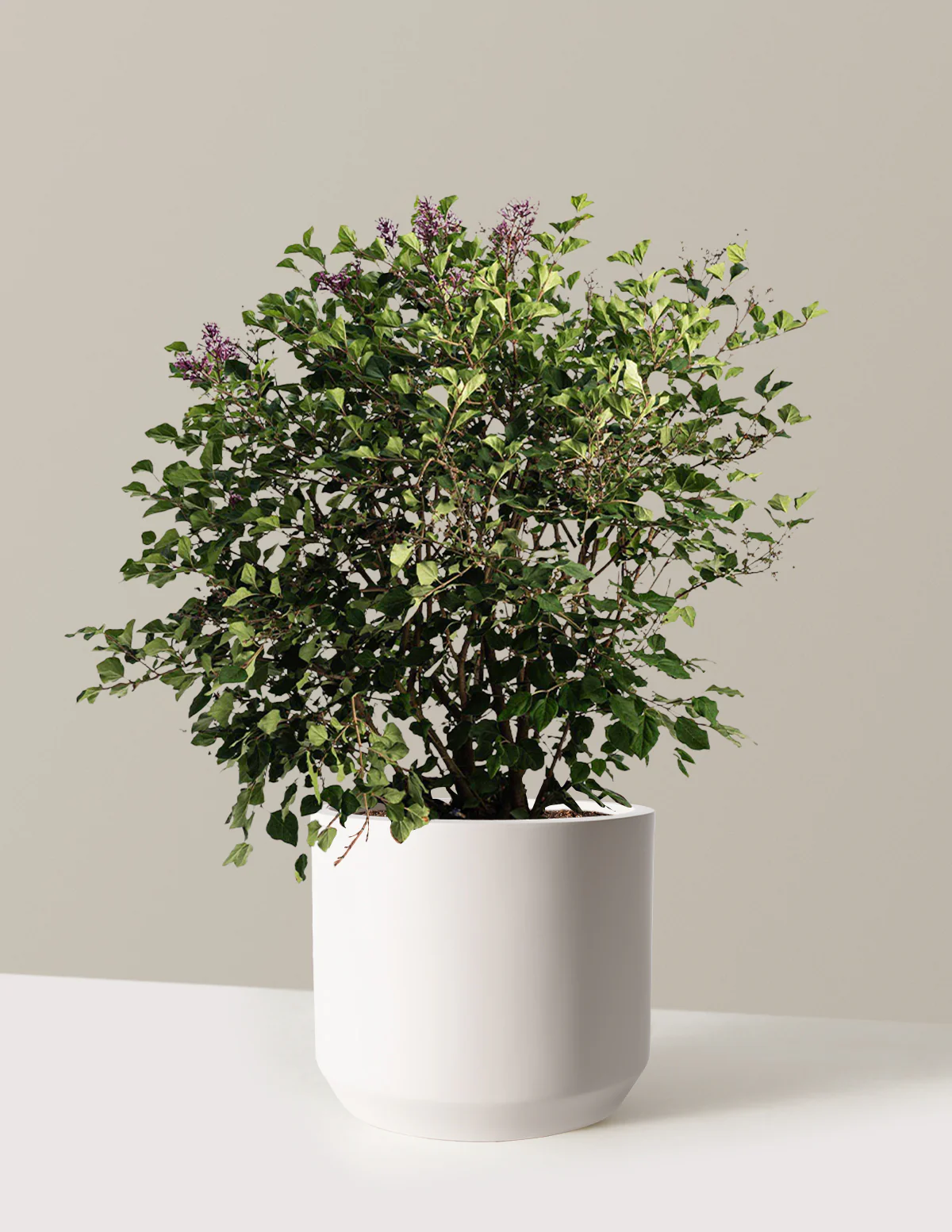 Bloomerang Lilac Bush - Image 3