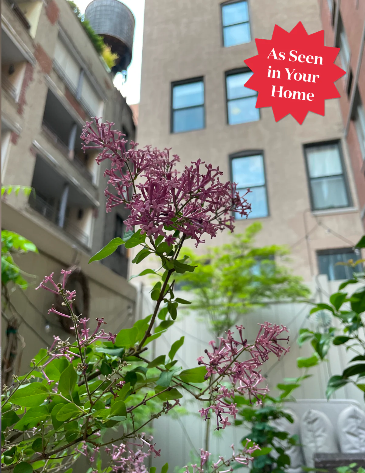 Bloomerang Lilac Bush - Image 5