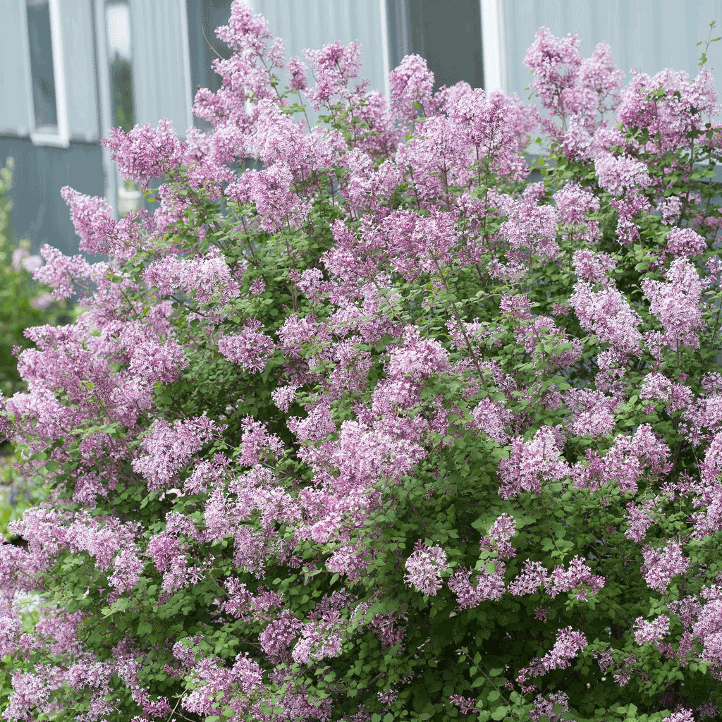 Bloomerang Lilac Bush - Image 6