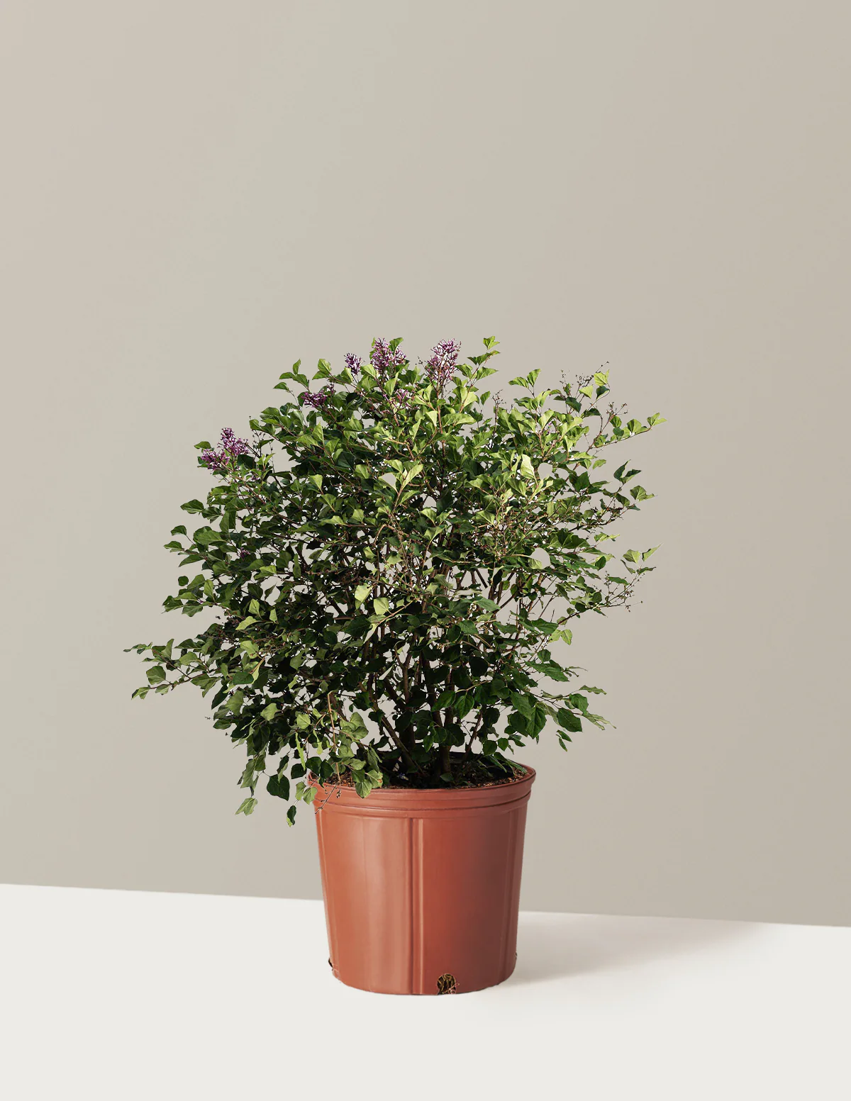 Bloomerang Lilac Bush - Image 7