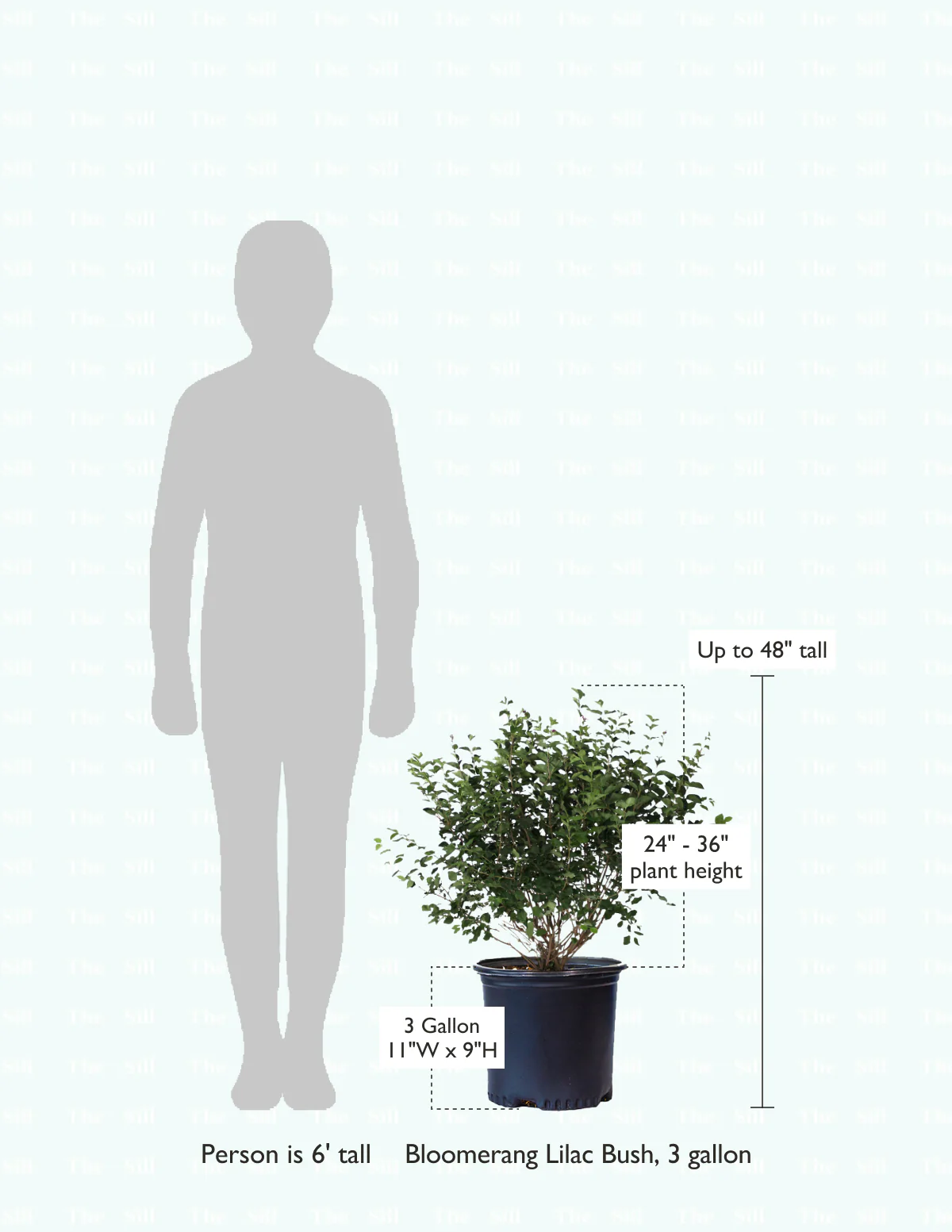 Bloomerang Lilac Bush - Image 8