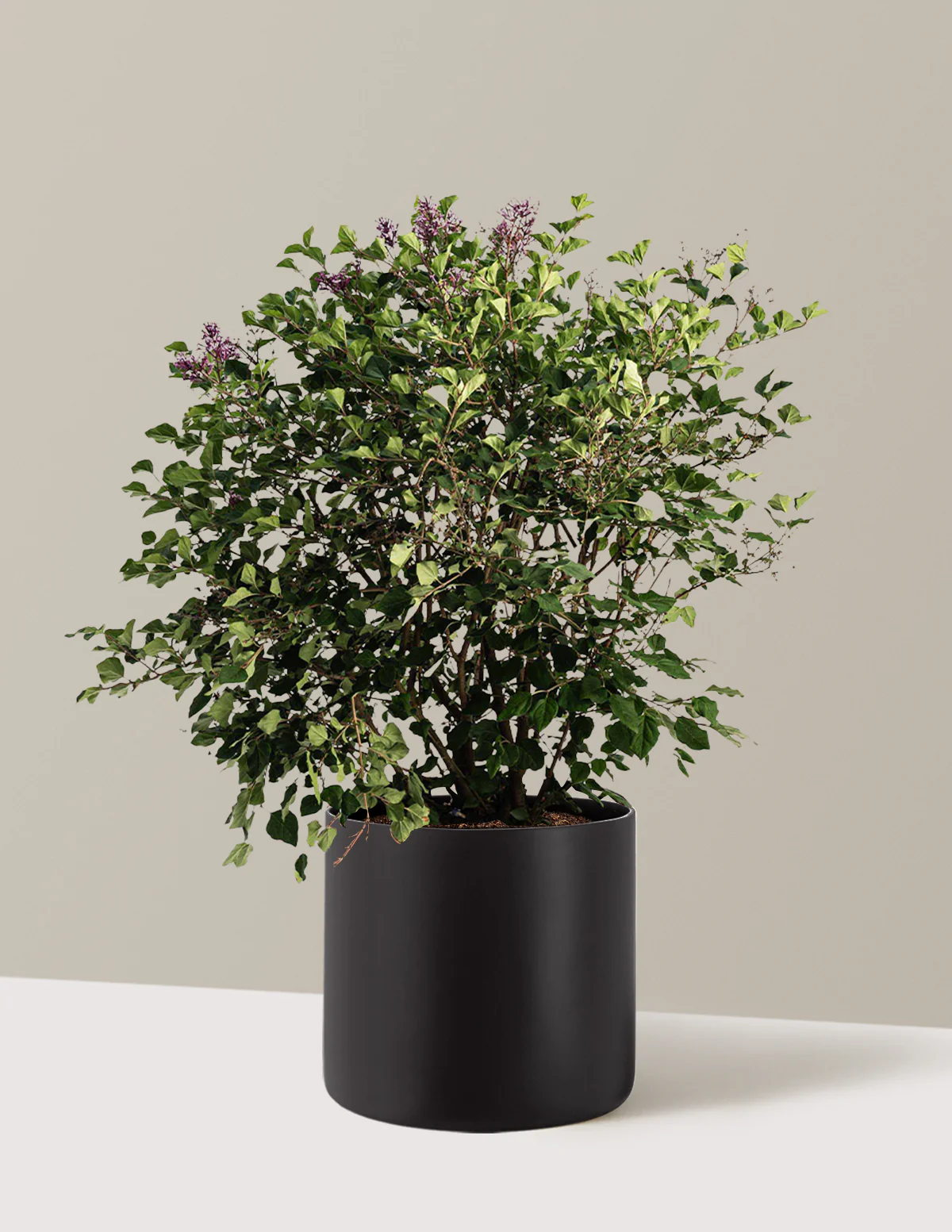 Bloomerang Lilac Bush - Image 9