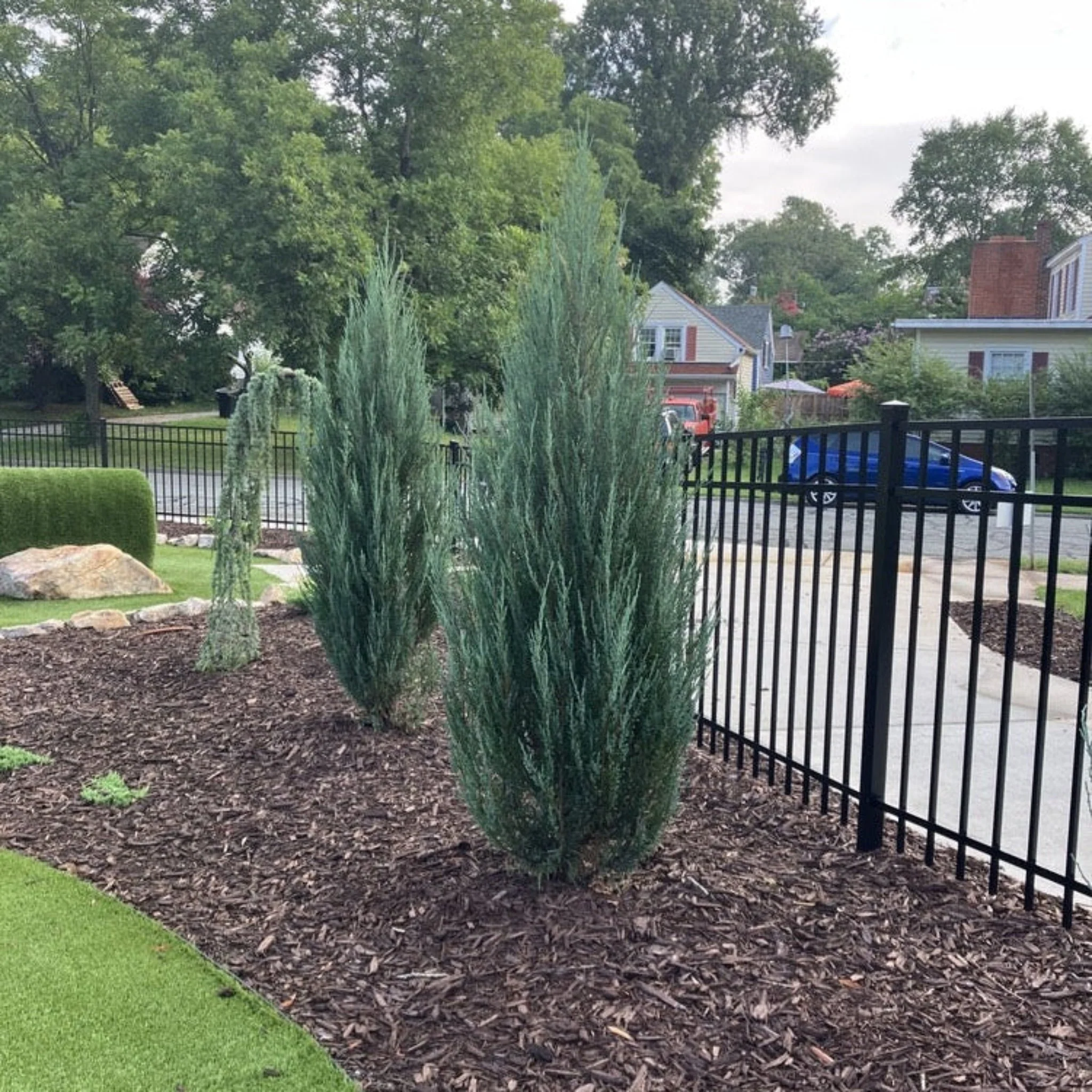 Blue Arrow Juniper Tree - Image 4