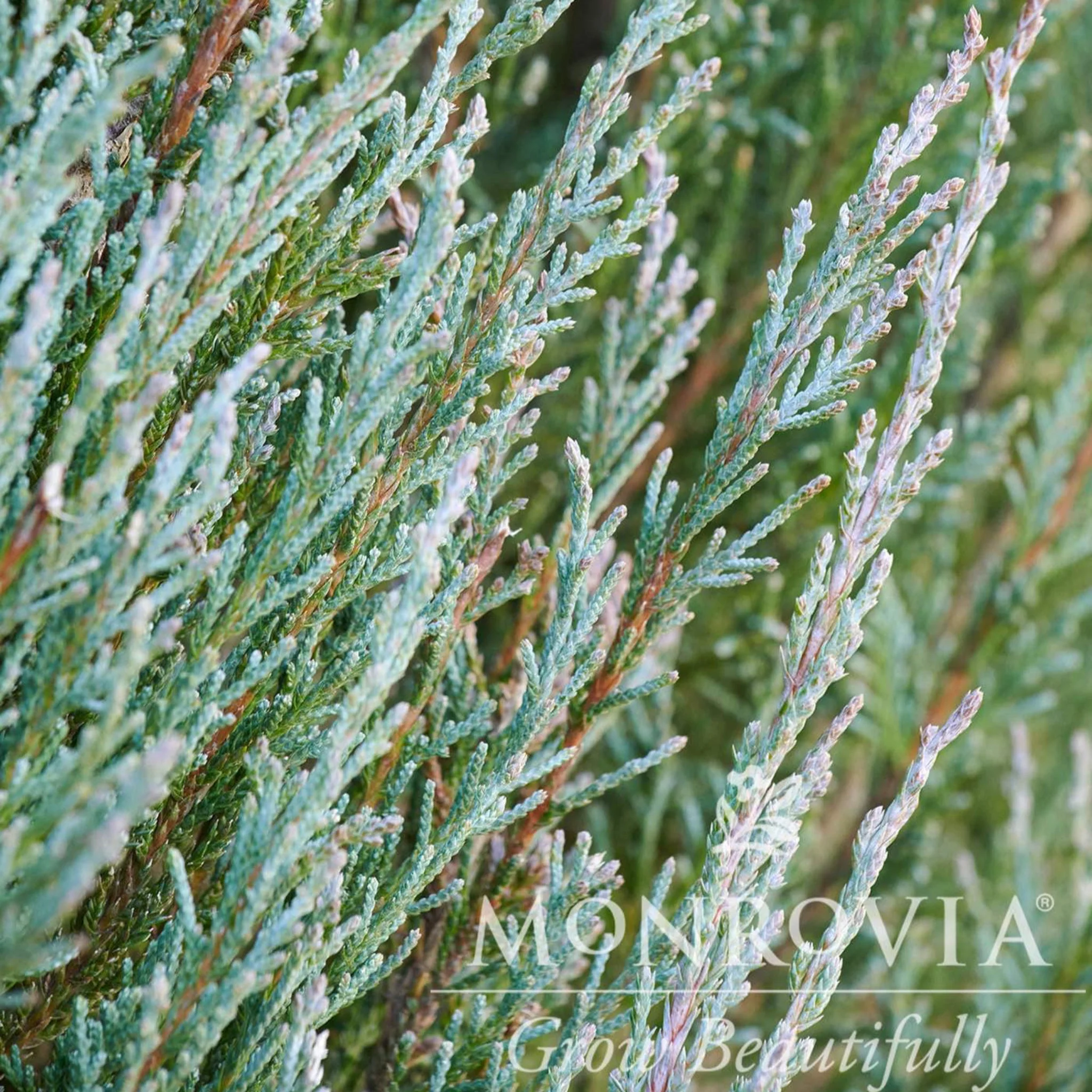 Blue Arrow Juniper Tree - Image 5