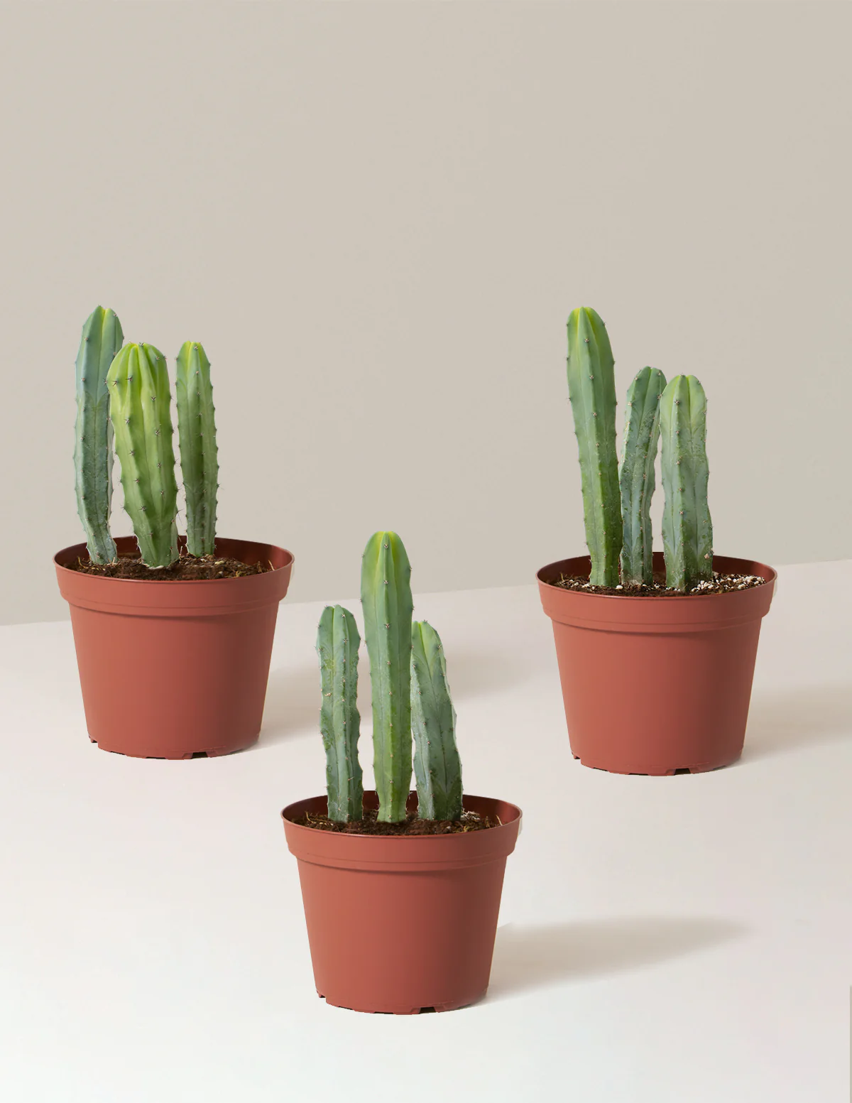 Blue Candle Cactus - Image 3