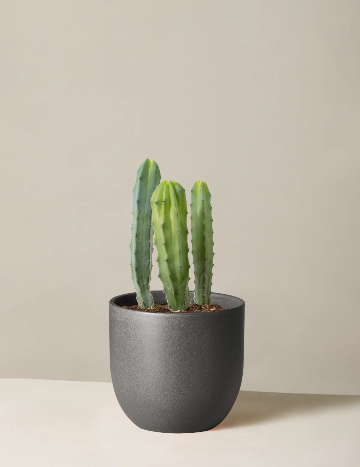 Blue Candle Cactus - Image 4