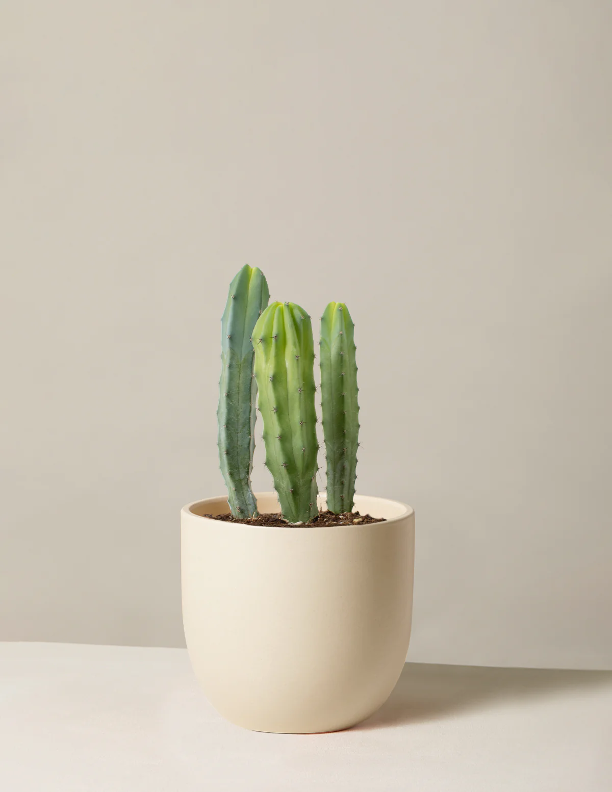 Blue Candle Cactus - Image 5