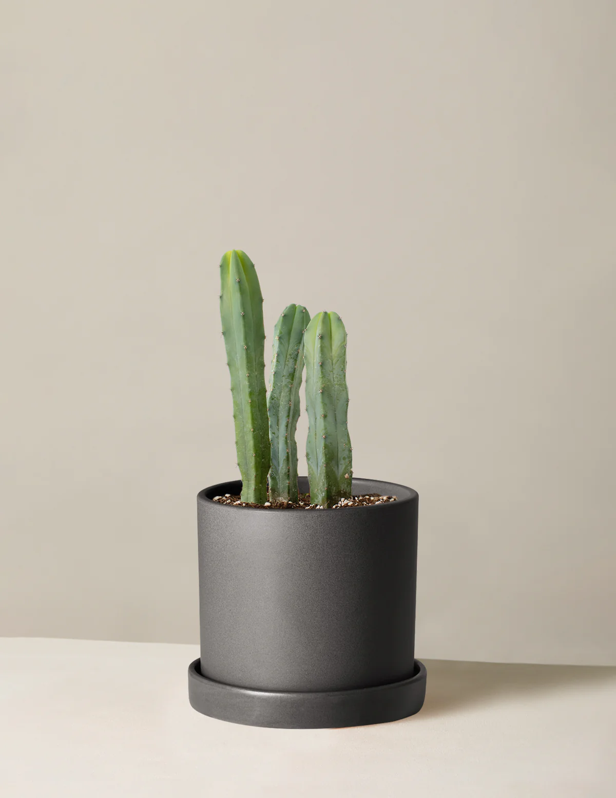 Blue Candle Cactus - Image 6