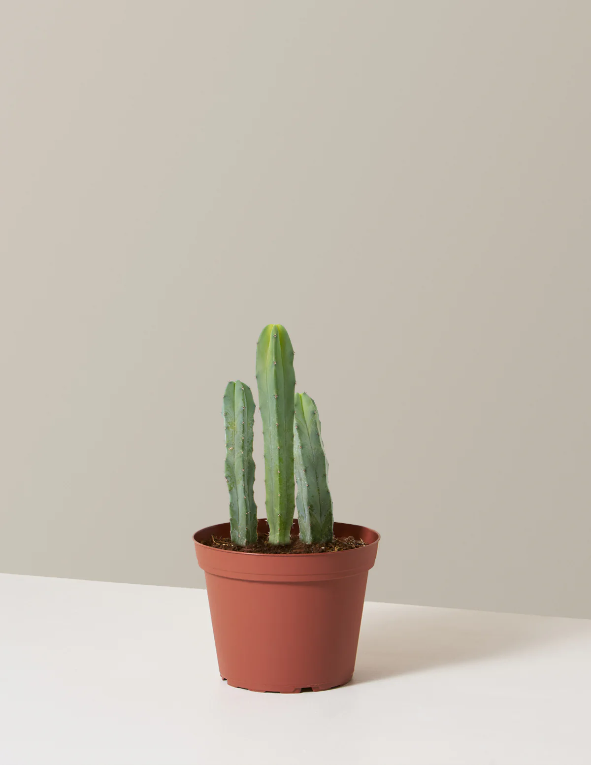 Blue Candle Cactus - Image 7