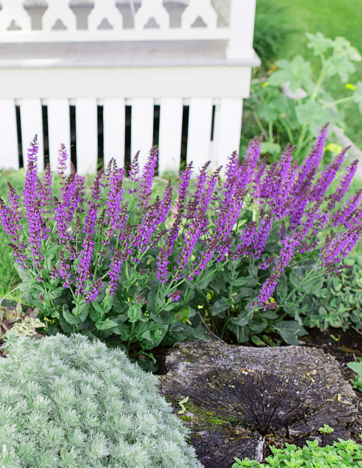 Blue Marvel Salvia