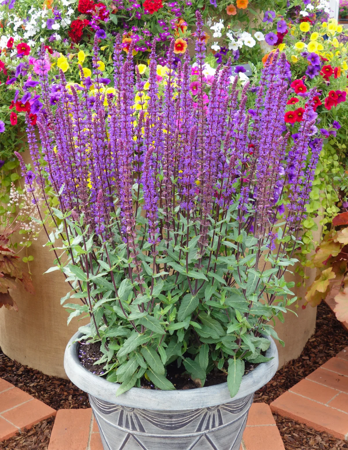 Blue Marvel Salvia - Image 2