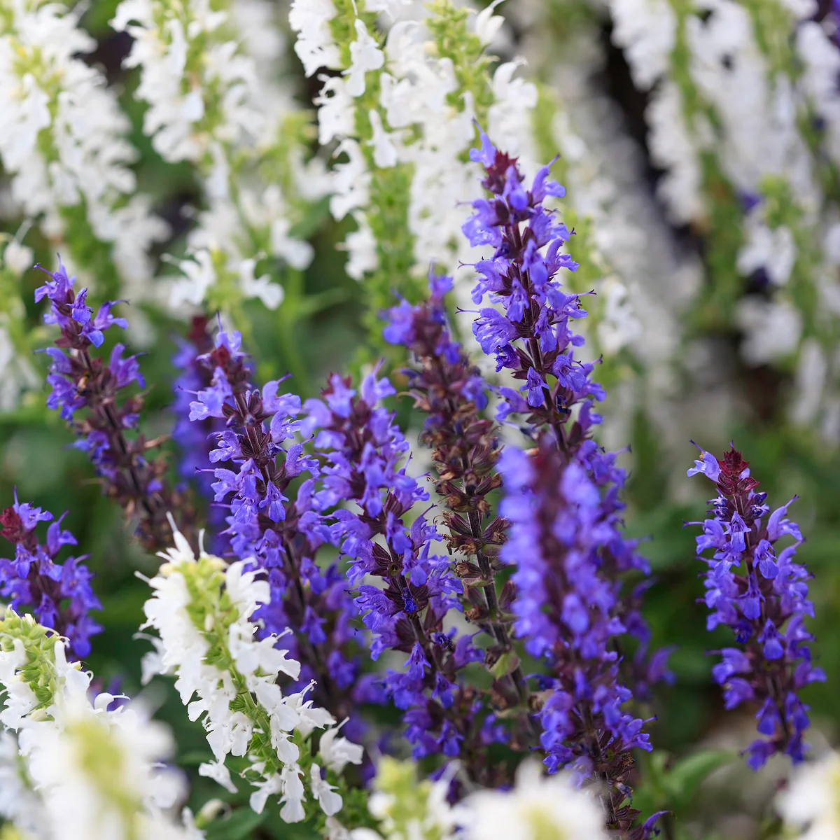 Blue Marvel Salvia - Image 3