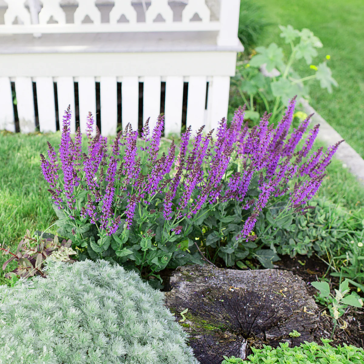 Blue Marvel Salvia - Image 4