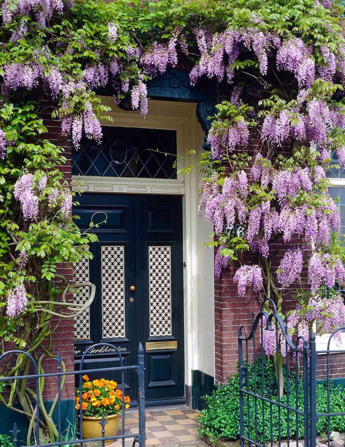 Blue Moon Wisteria
