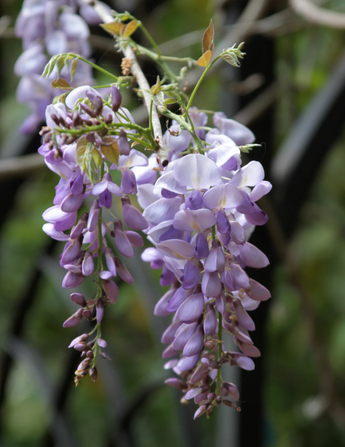 Blue Moon Wisteria - Image 2