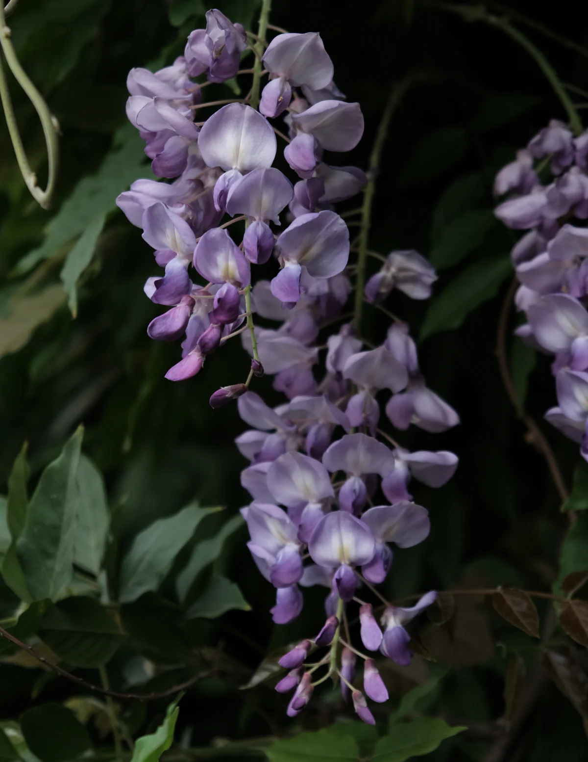 Blue Moon Wisteria - Image 3