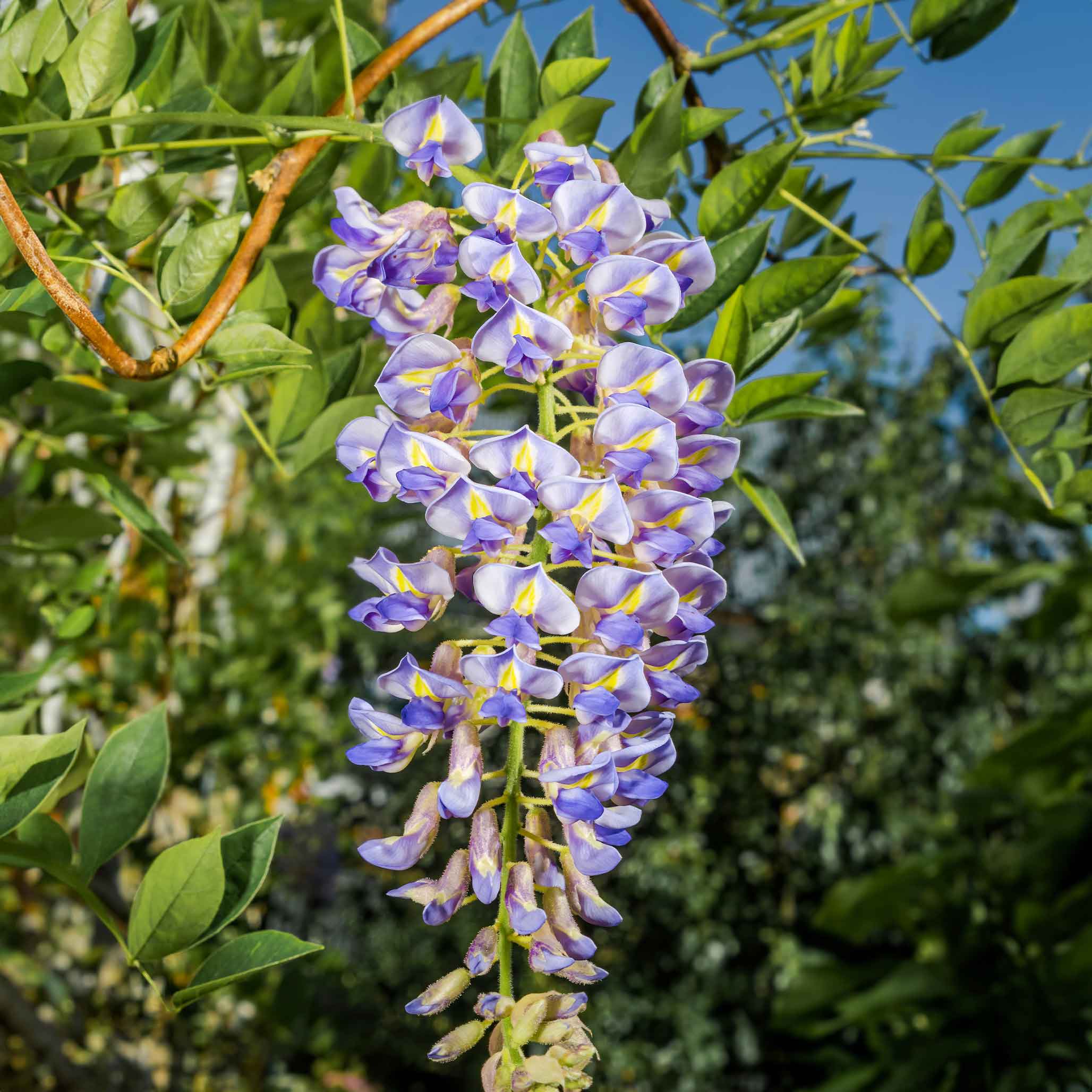 Blue Moon Wisteria - Image 4