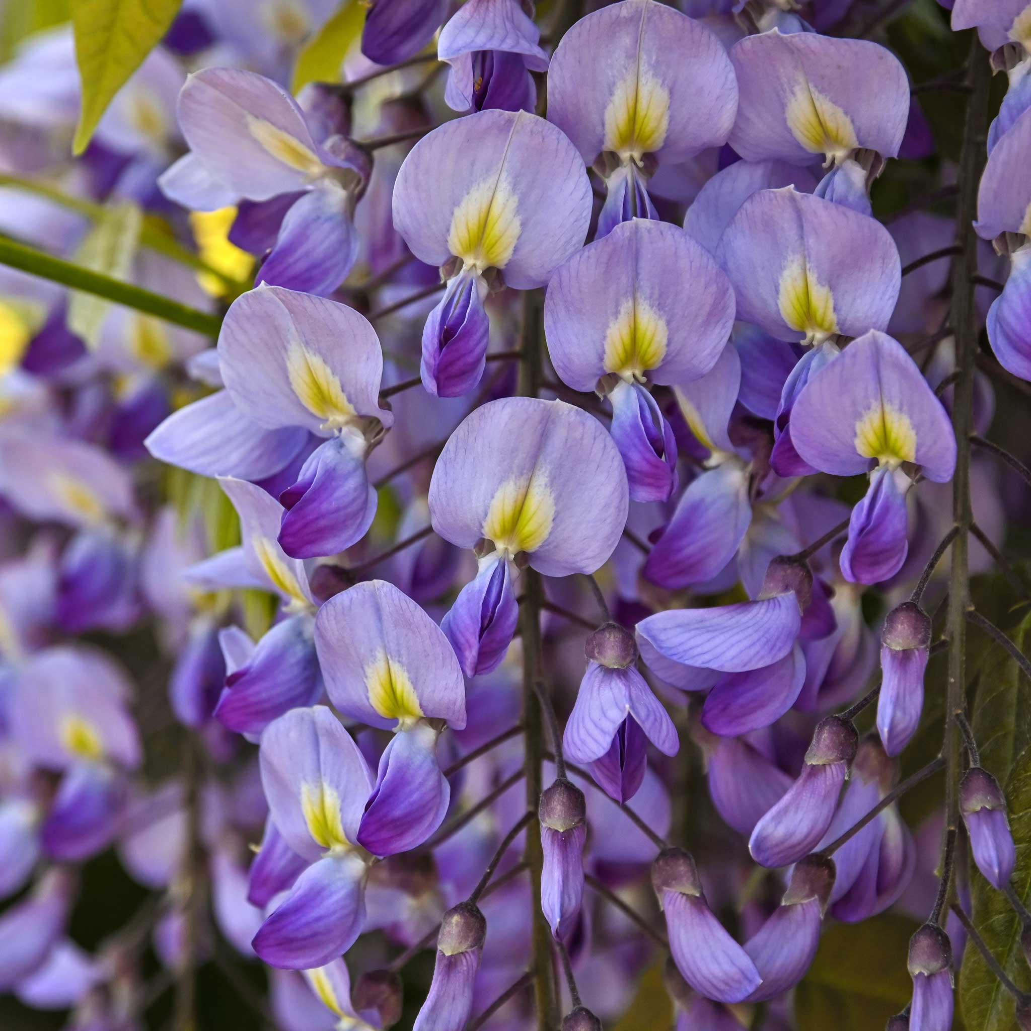 Blue Moon Wisteria - Image 5