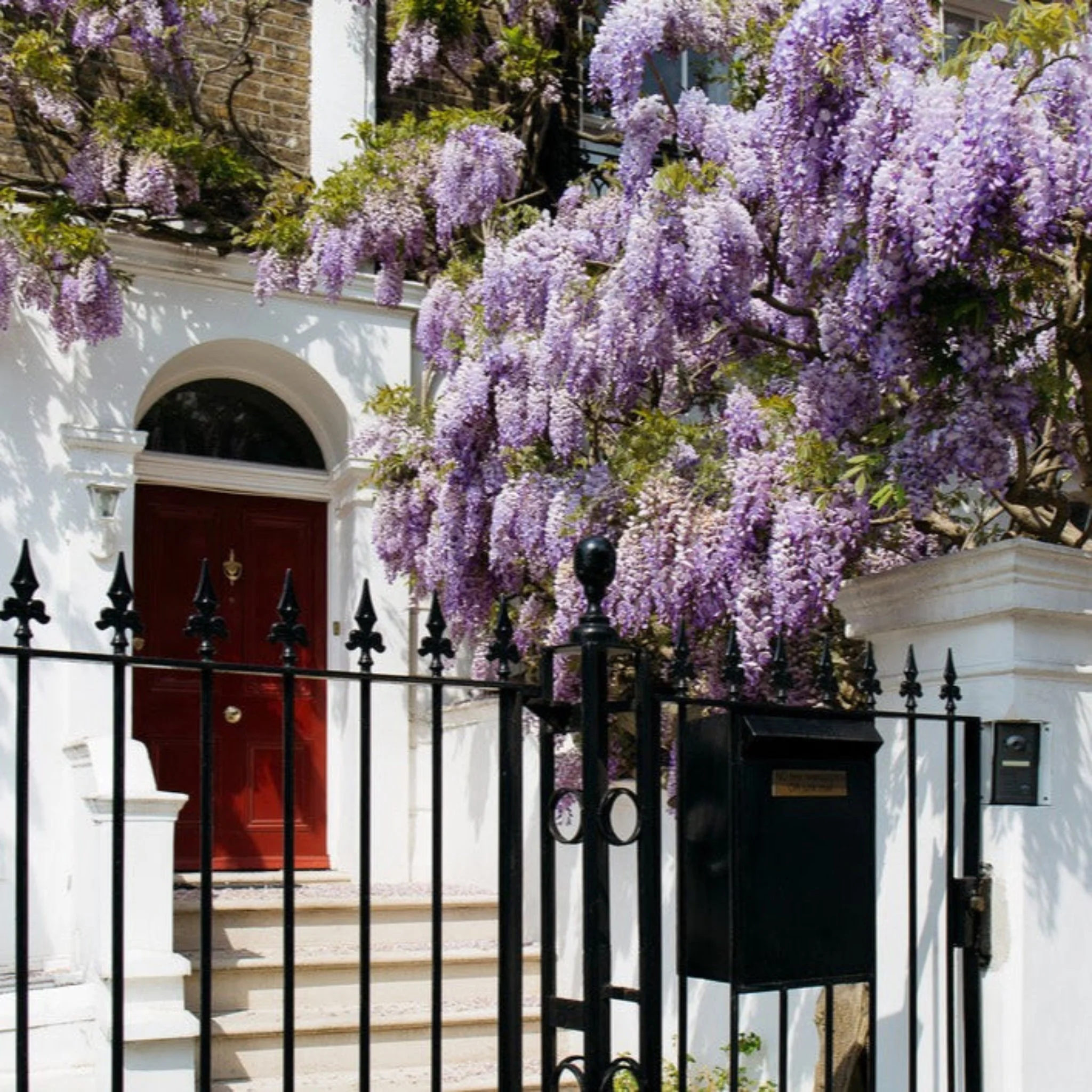Blue Moon Wisteria - Image 6