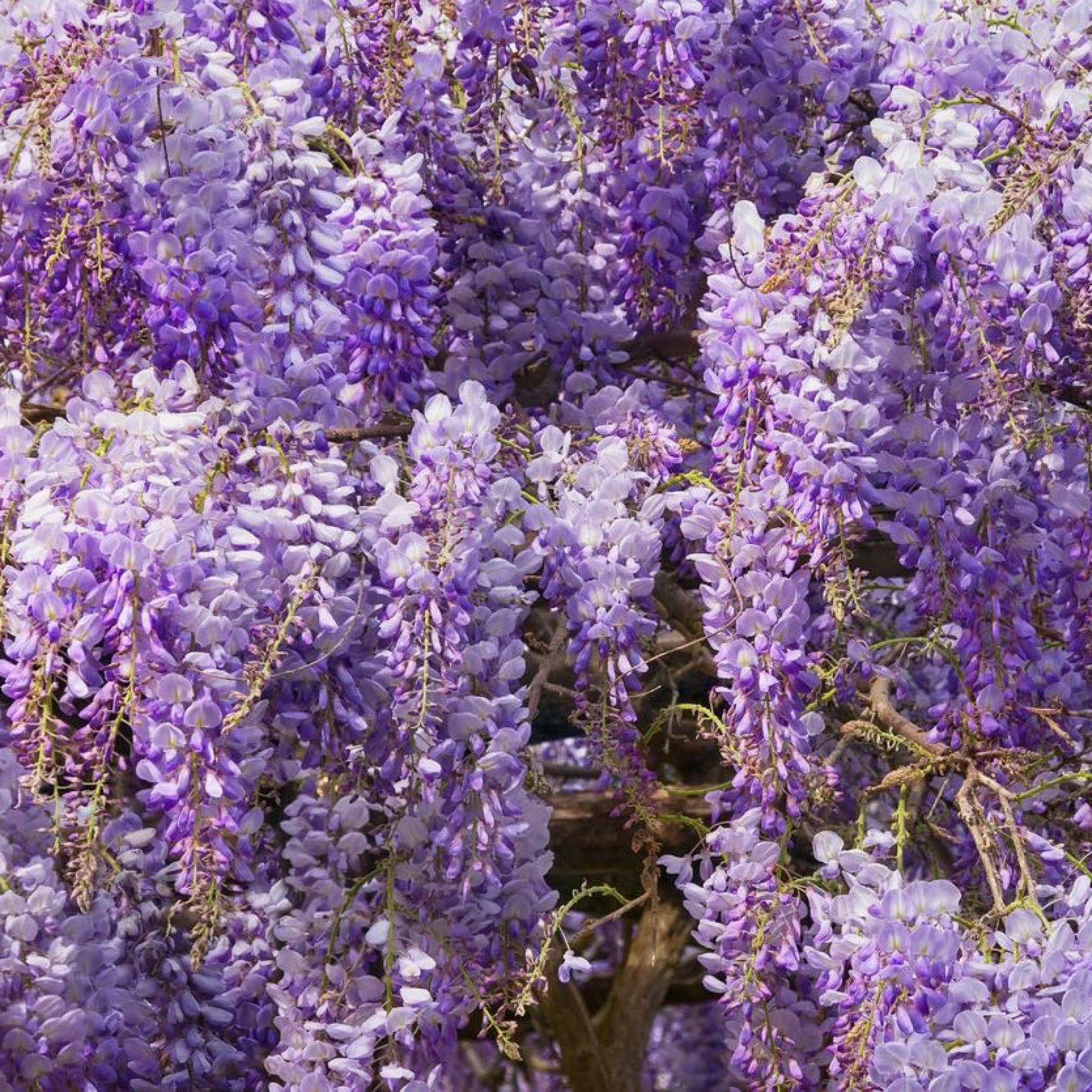 Blue Moon Wisteria - Image 7