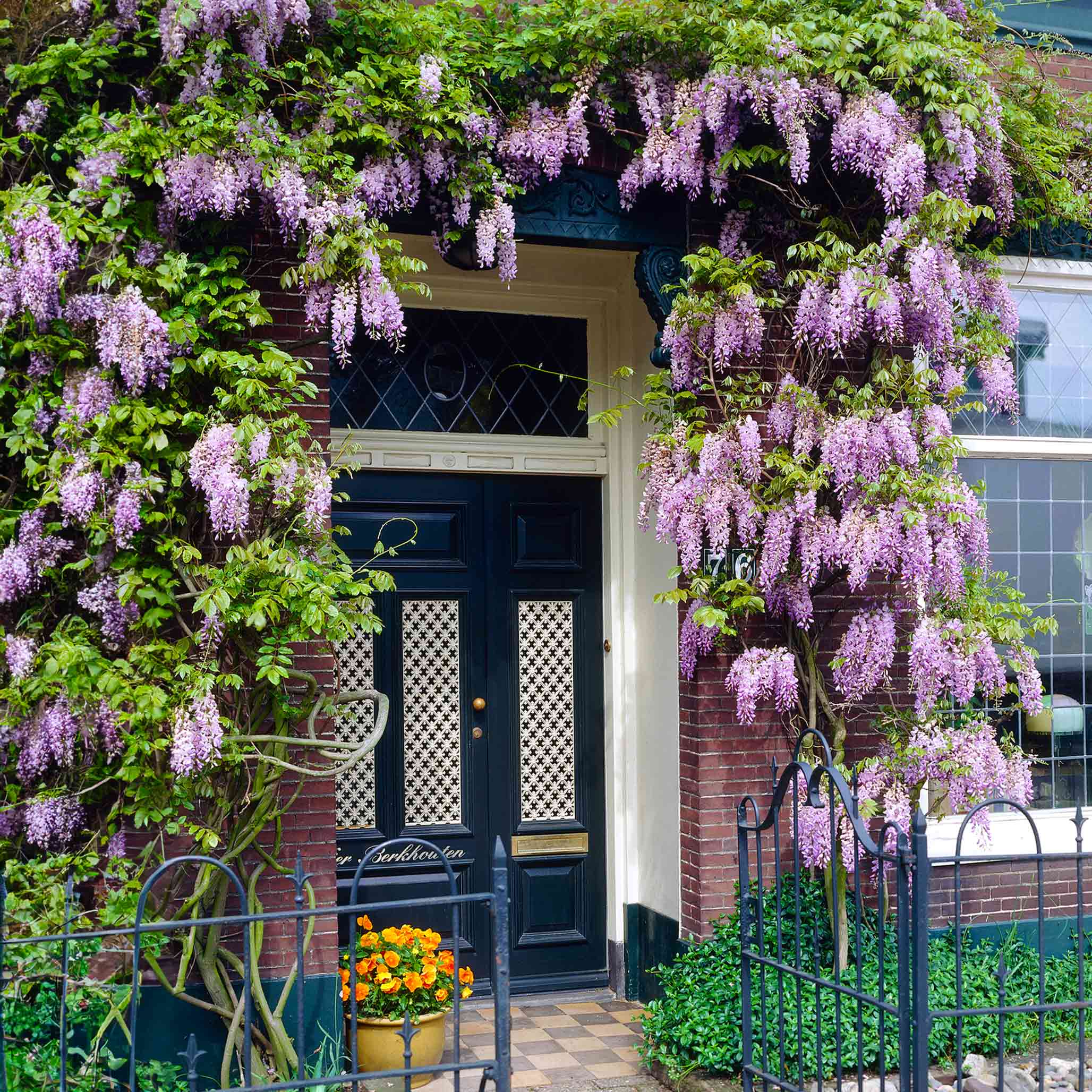 Blue Moon Wisteria - Image 8